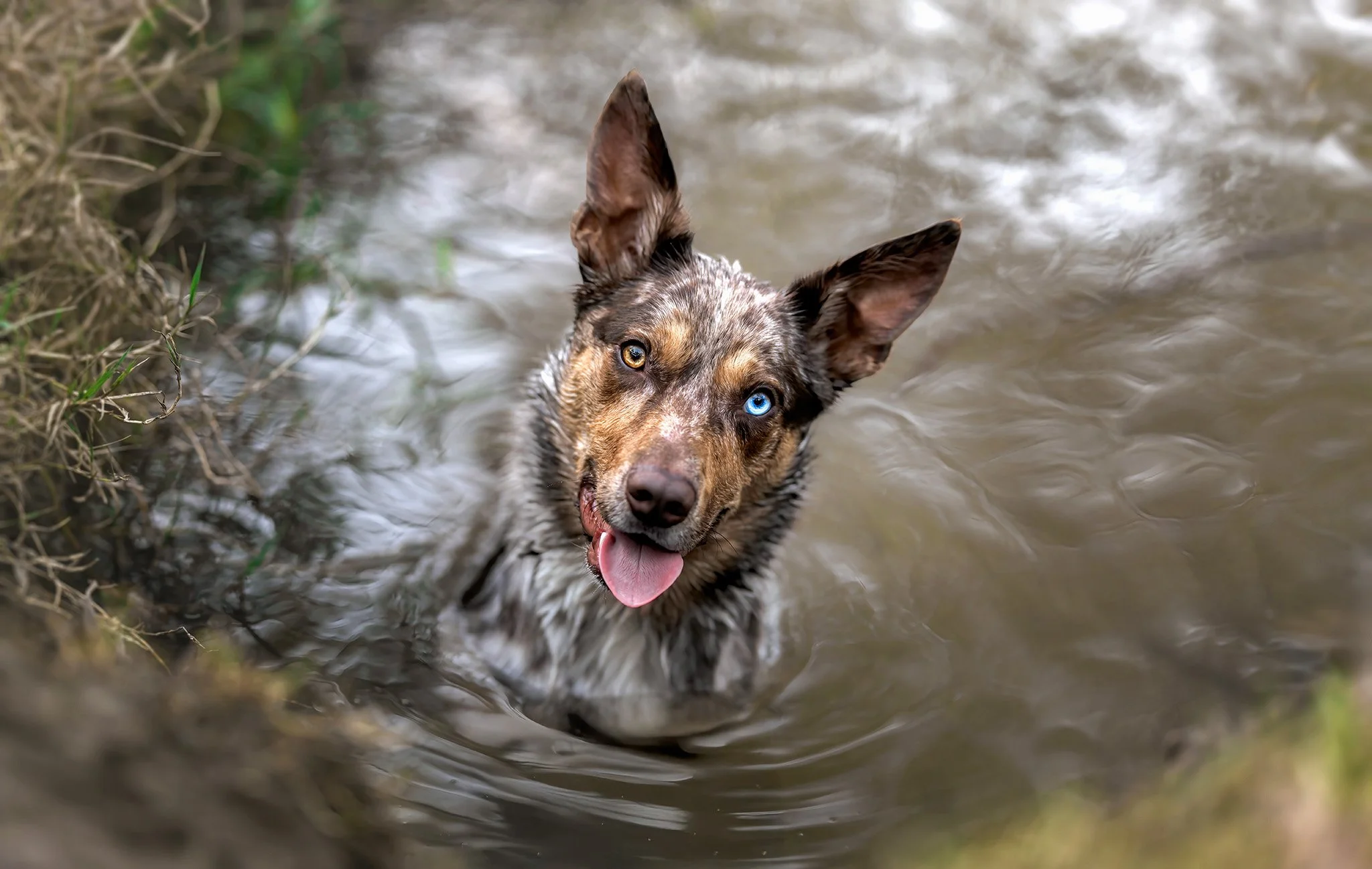Immy (Kelpie x Aussie Shep) - 050725 - full res - 5.jpg