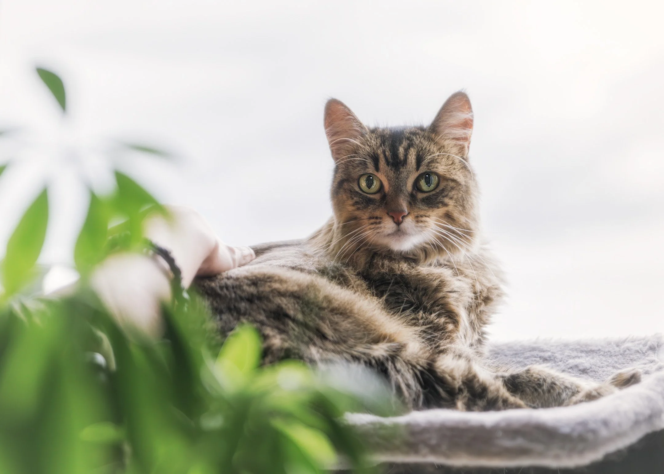 Temmie (DSH) - 300526 - full res - 1.jpg