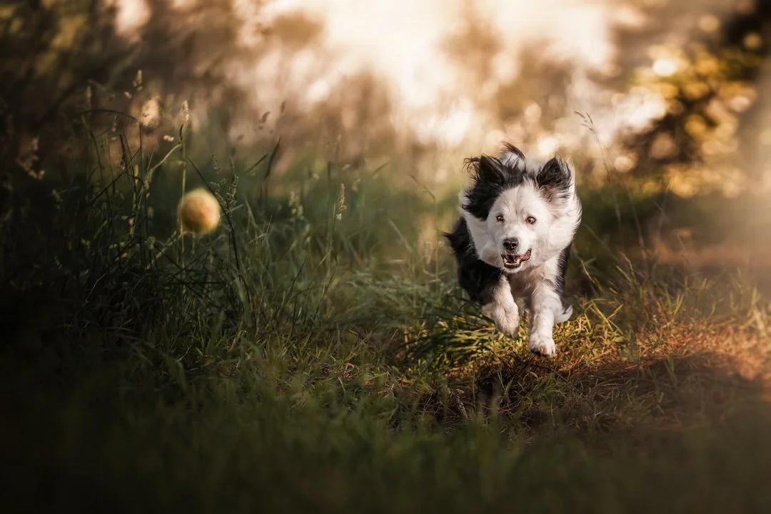 Cooper, Lochie, Dusty (Border Collies) - IG - 17.jpg