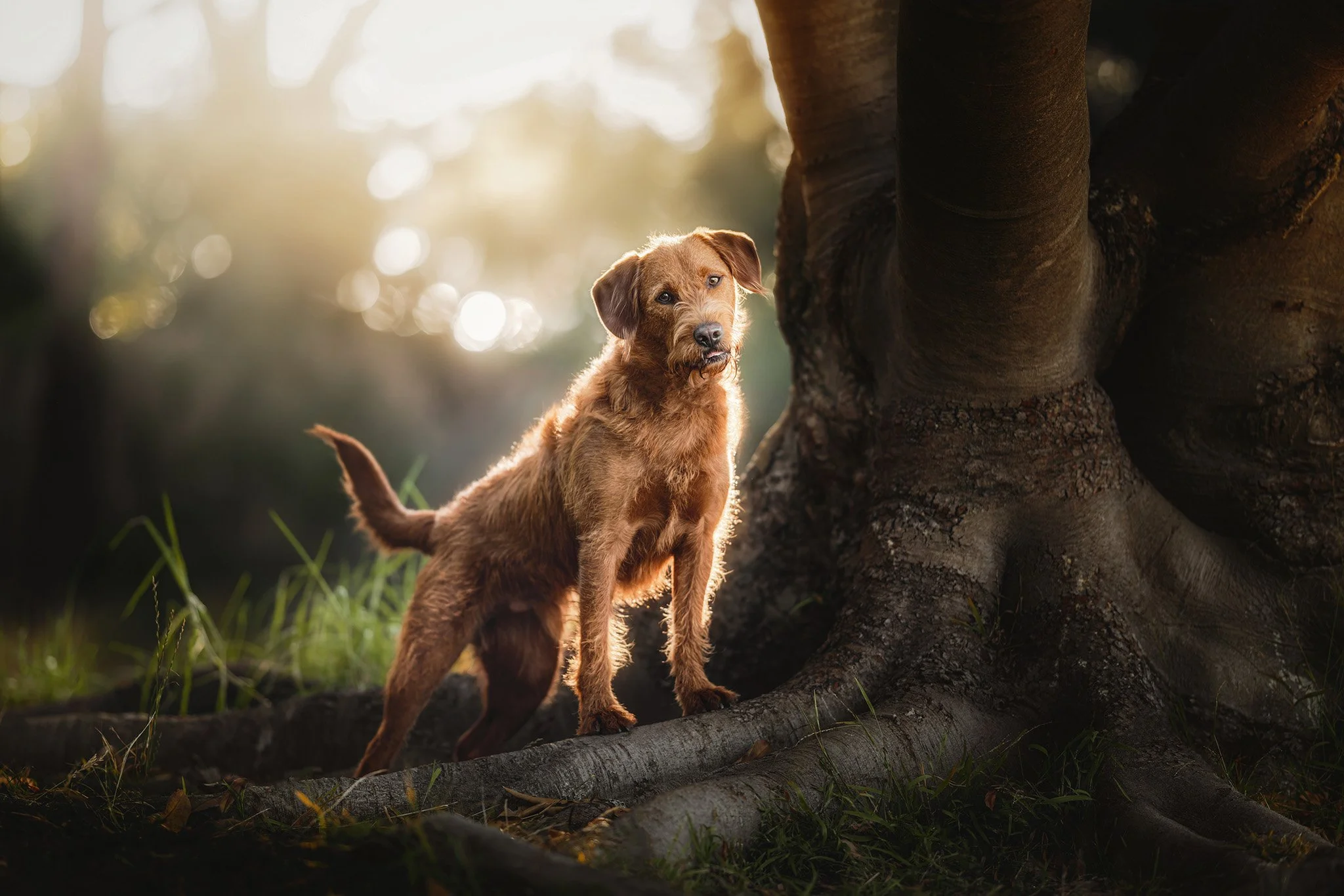 Juniper (Labradoodle) - 01.jpg