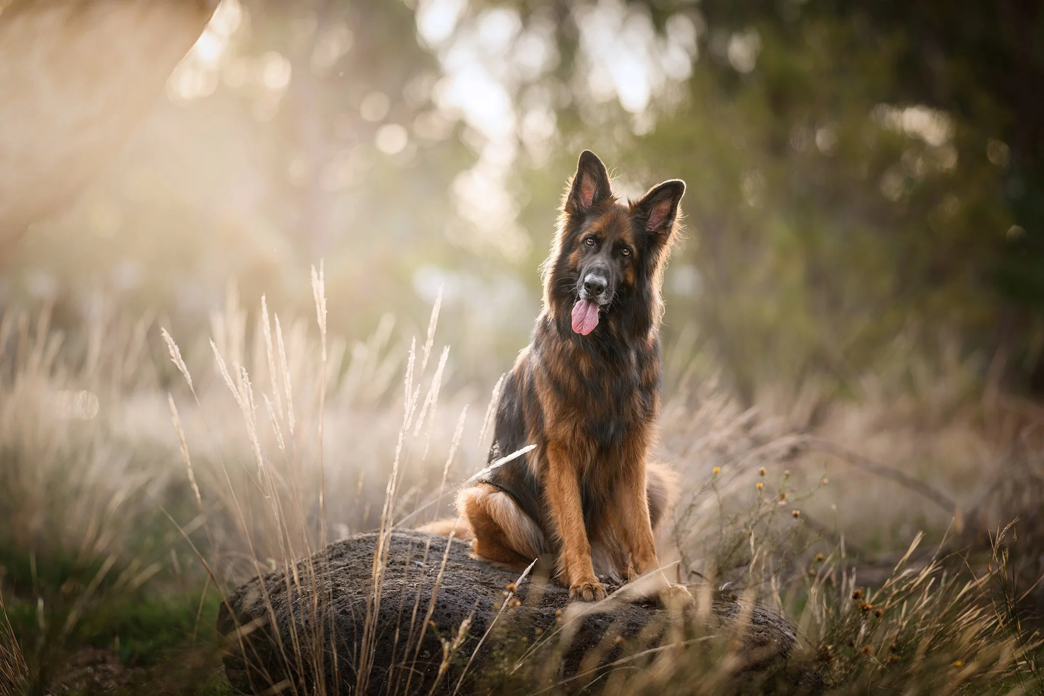 Kai (GSD) - 01.jpg