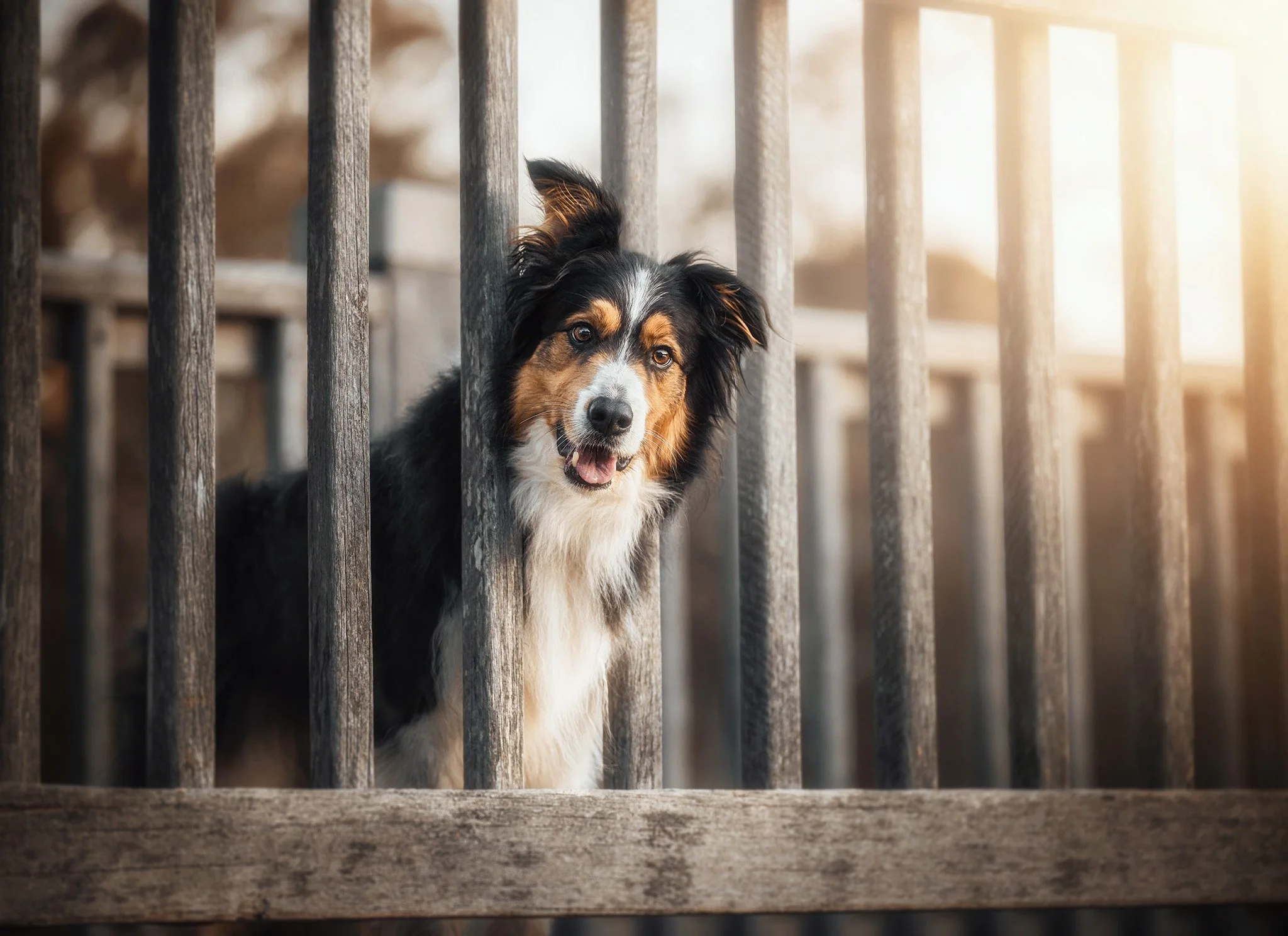 Arlo (Border Collie) - 01.jpg