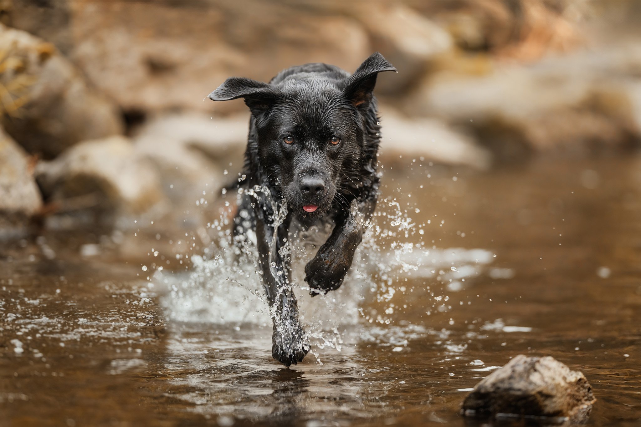 Ivy (Labrador) - 181025 - full res - 19.jpg