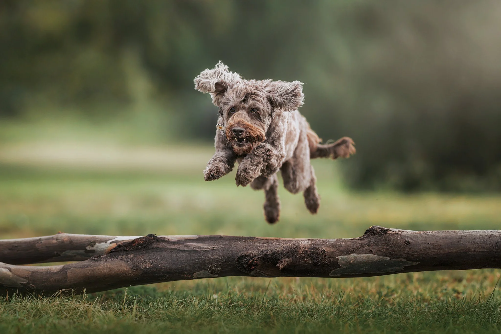 Daisy (Mini Labradoodle) - 260925 - full res - 9.jpg