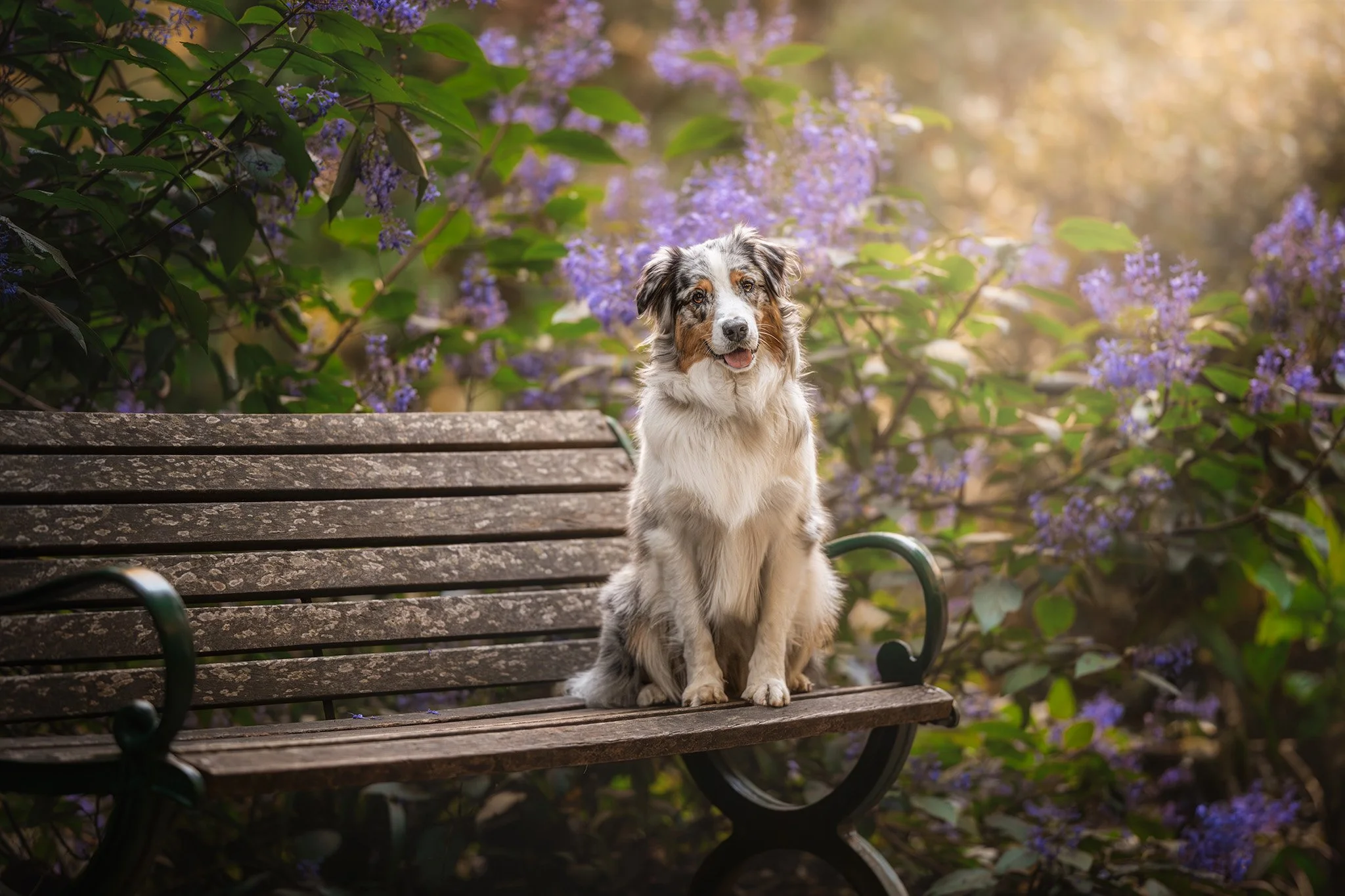 Lola (Aussie Shepherd) - 050425 - full res - 12.jpg