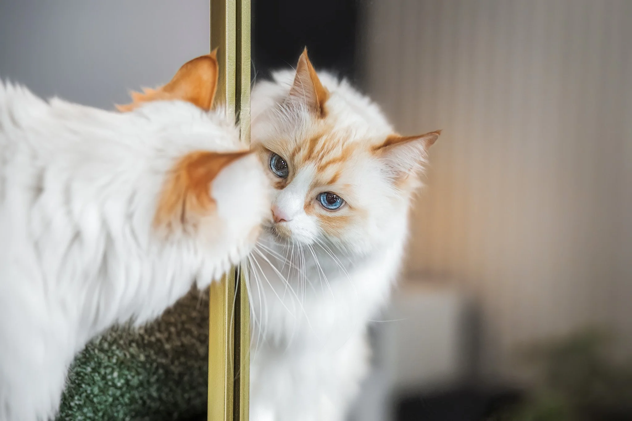 Simba (Ragdoll) - 310825 - full res - 19.jpg