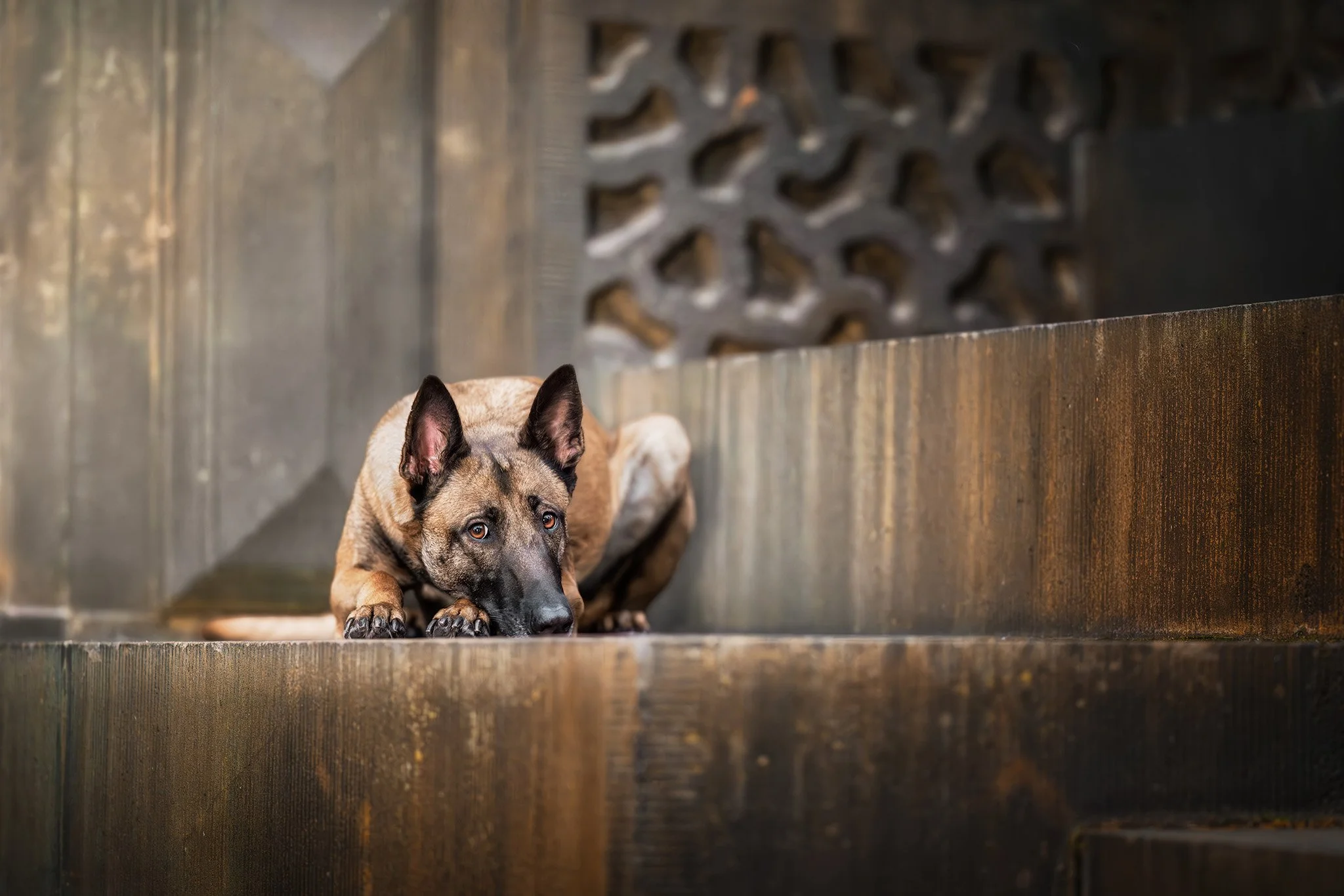 Ruby (Belgian Malinois) - 03.jpg