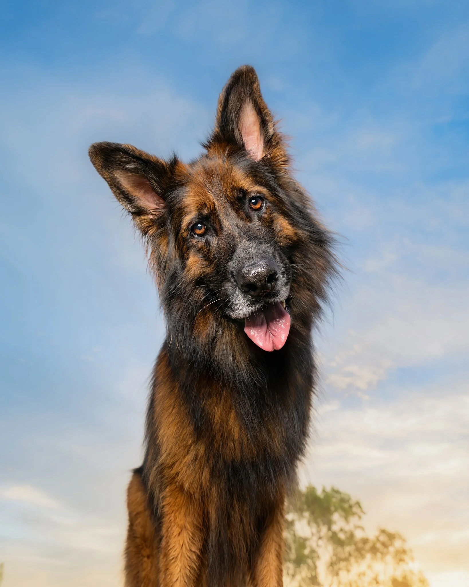 Kai (GSD) - 02.jpg