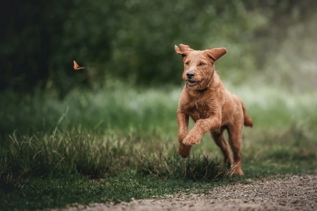 Juniper (Labradoodle) - 031224 - 11.jpg