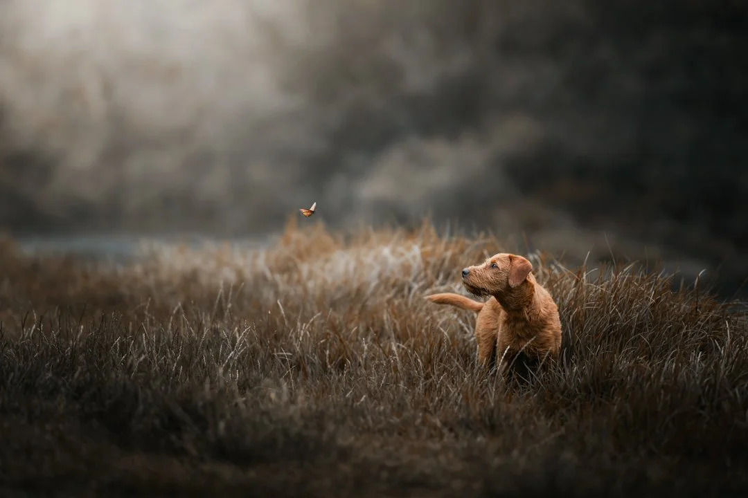 Juniper (Labradoodle) - 031224 - 10.jpg