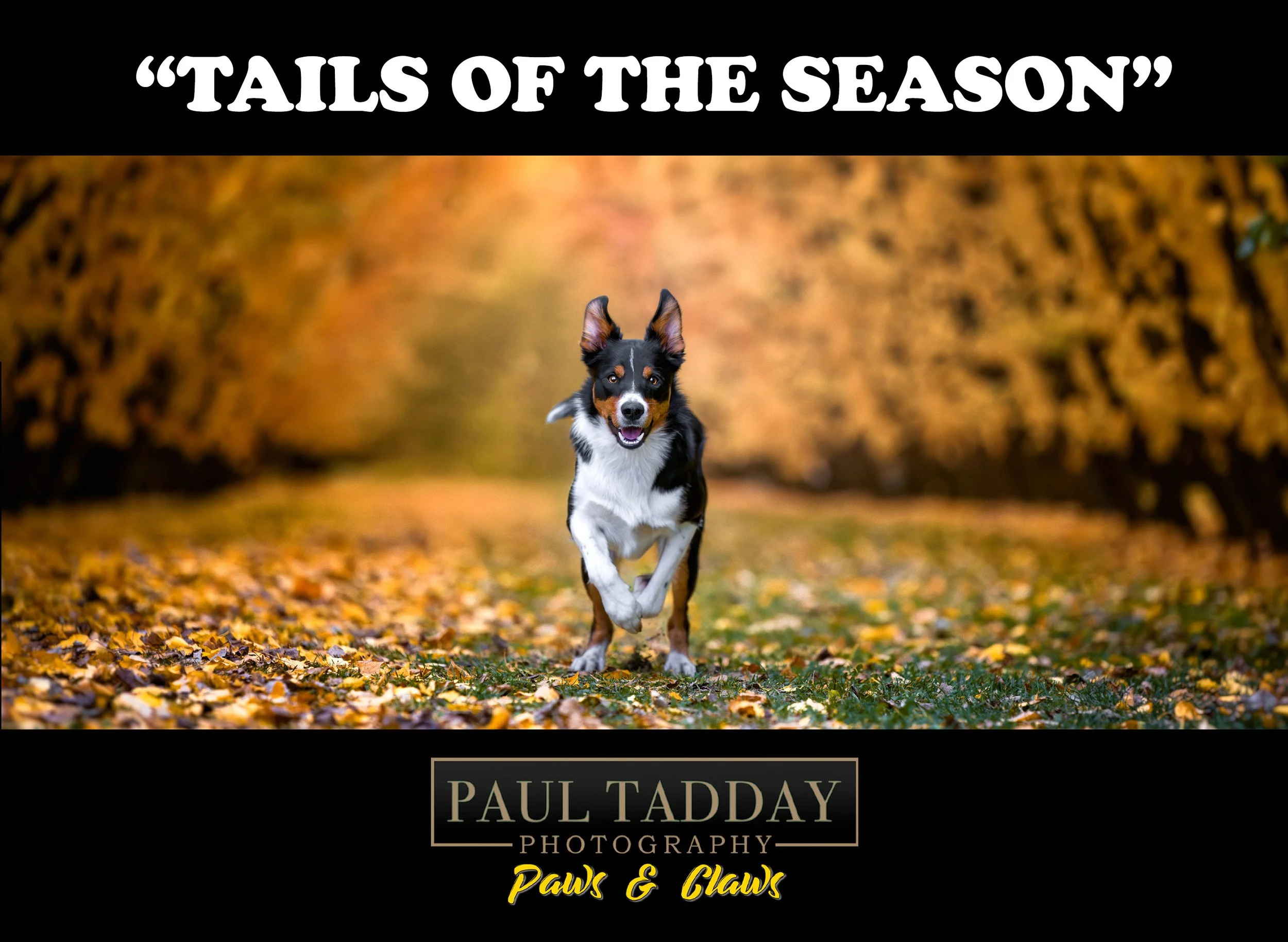 Tails of the Season Competition, with an image of a dog running in fallen autumn leaves.
