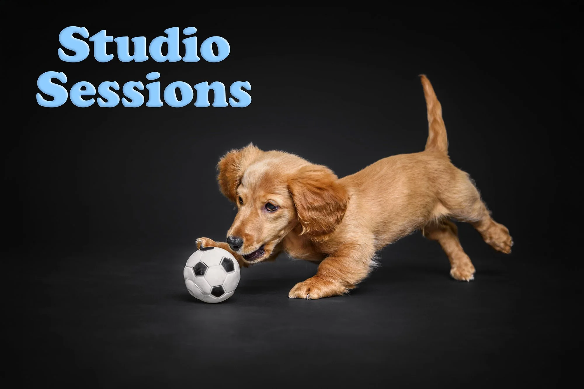 Melbourne pet portraits in studio