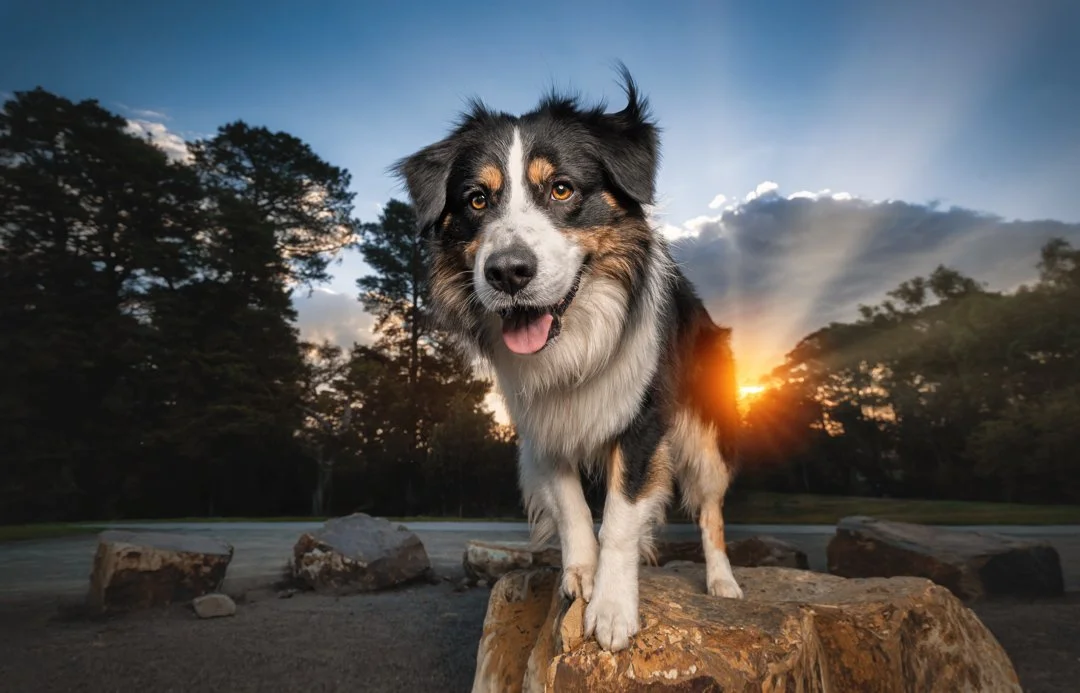 Beanie (Aussie Shepherd) - 180425 - insta - 16.jpg