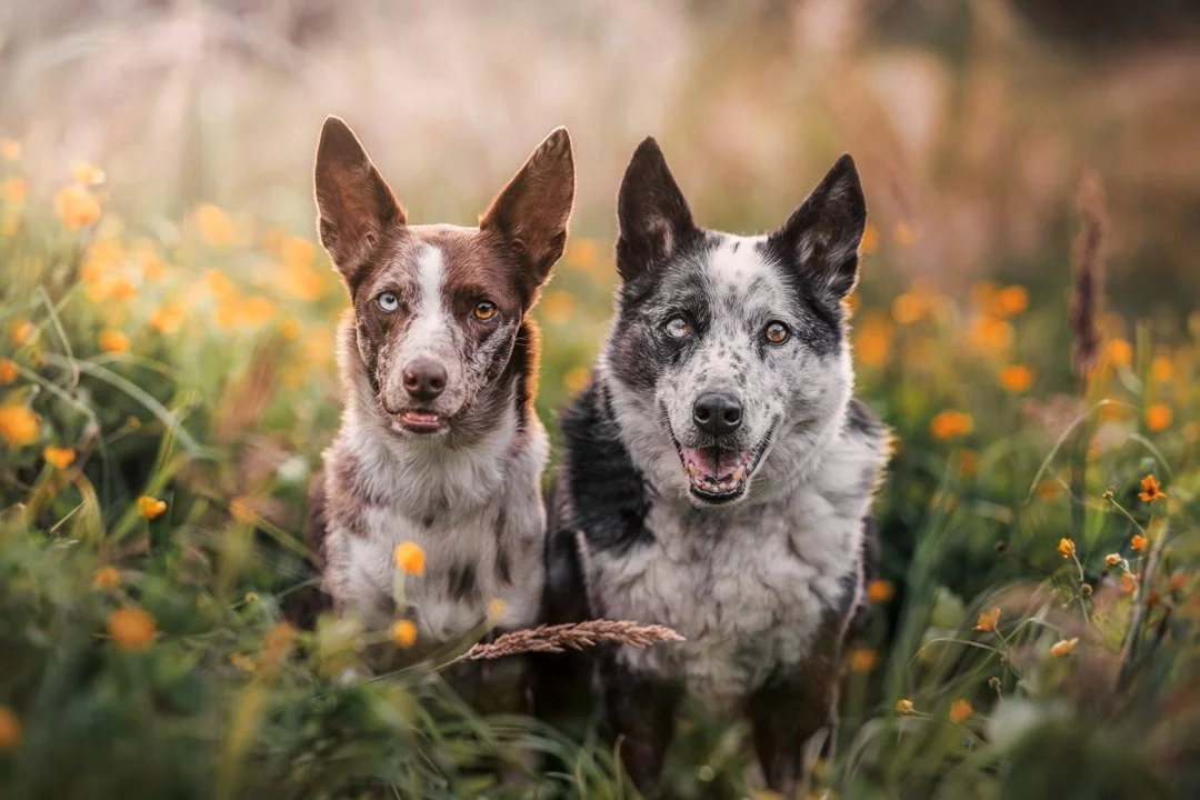 Nala & Radar - 311023 - Insta - 12.jpg