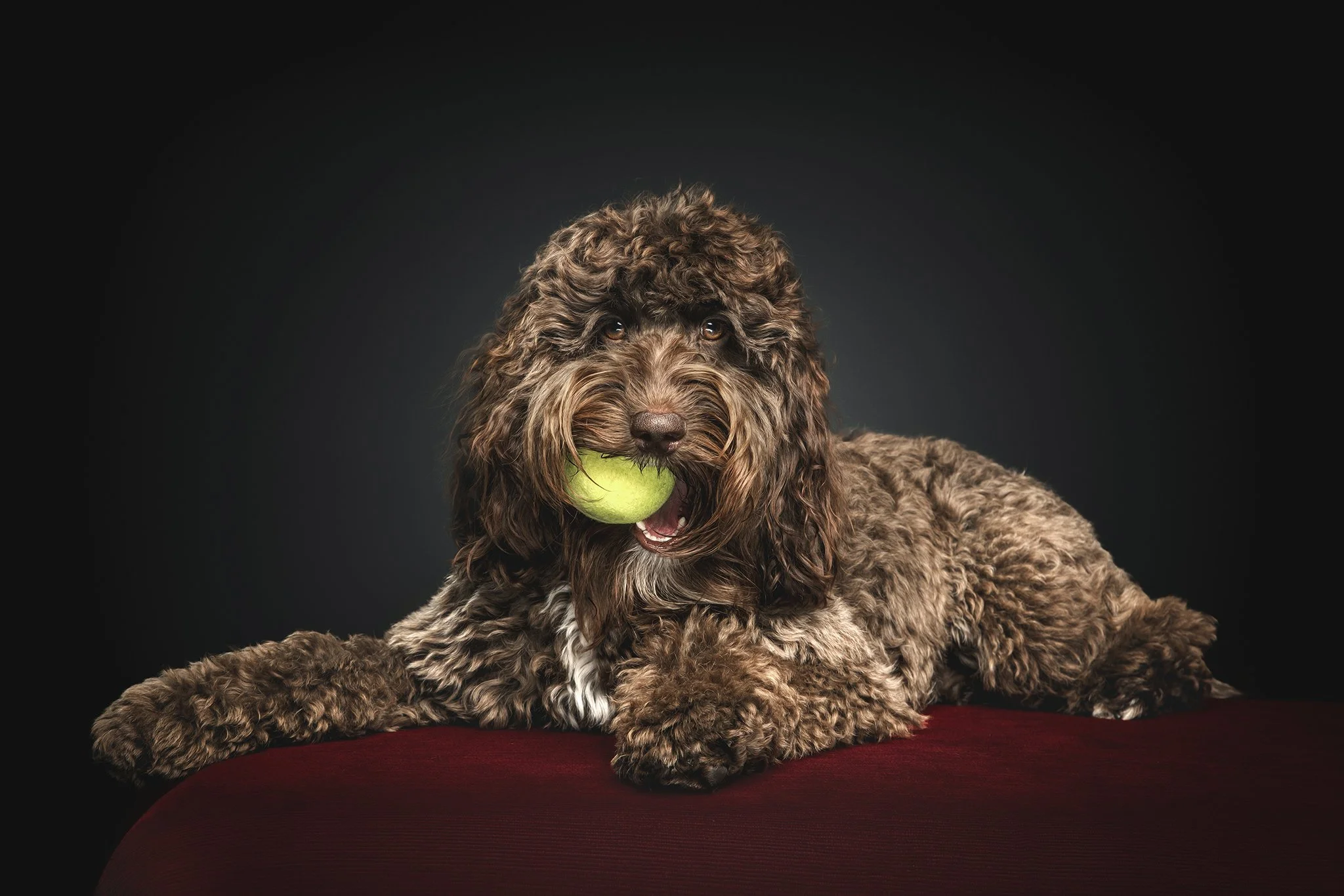 Frankie (Spoodle) - 01.jpg
