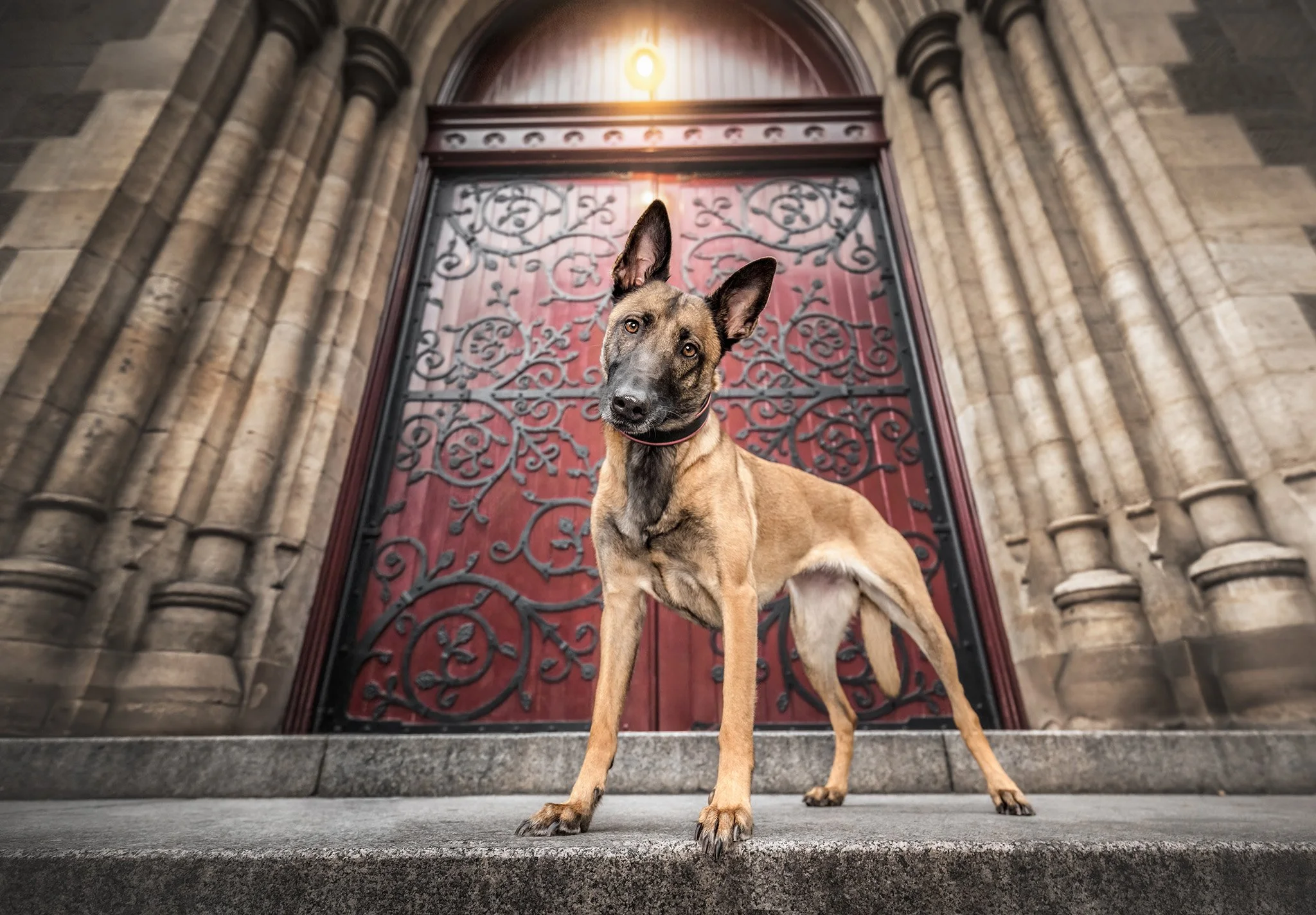 Ruby (Belgian Malinois) - 02.jpg