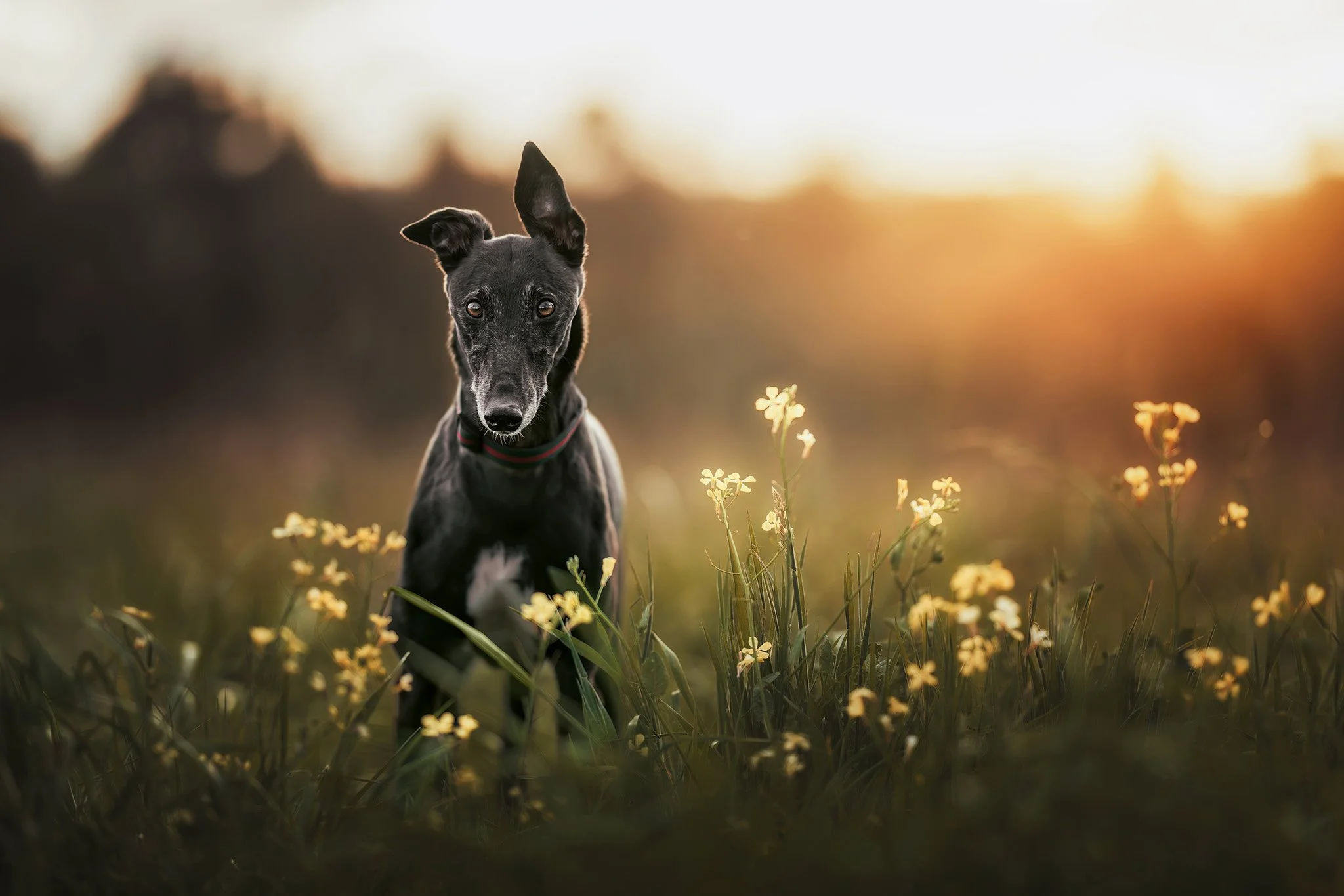 Hila (Greyhound) - 111025 - full res - 22.jpg