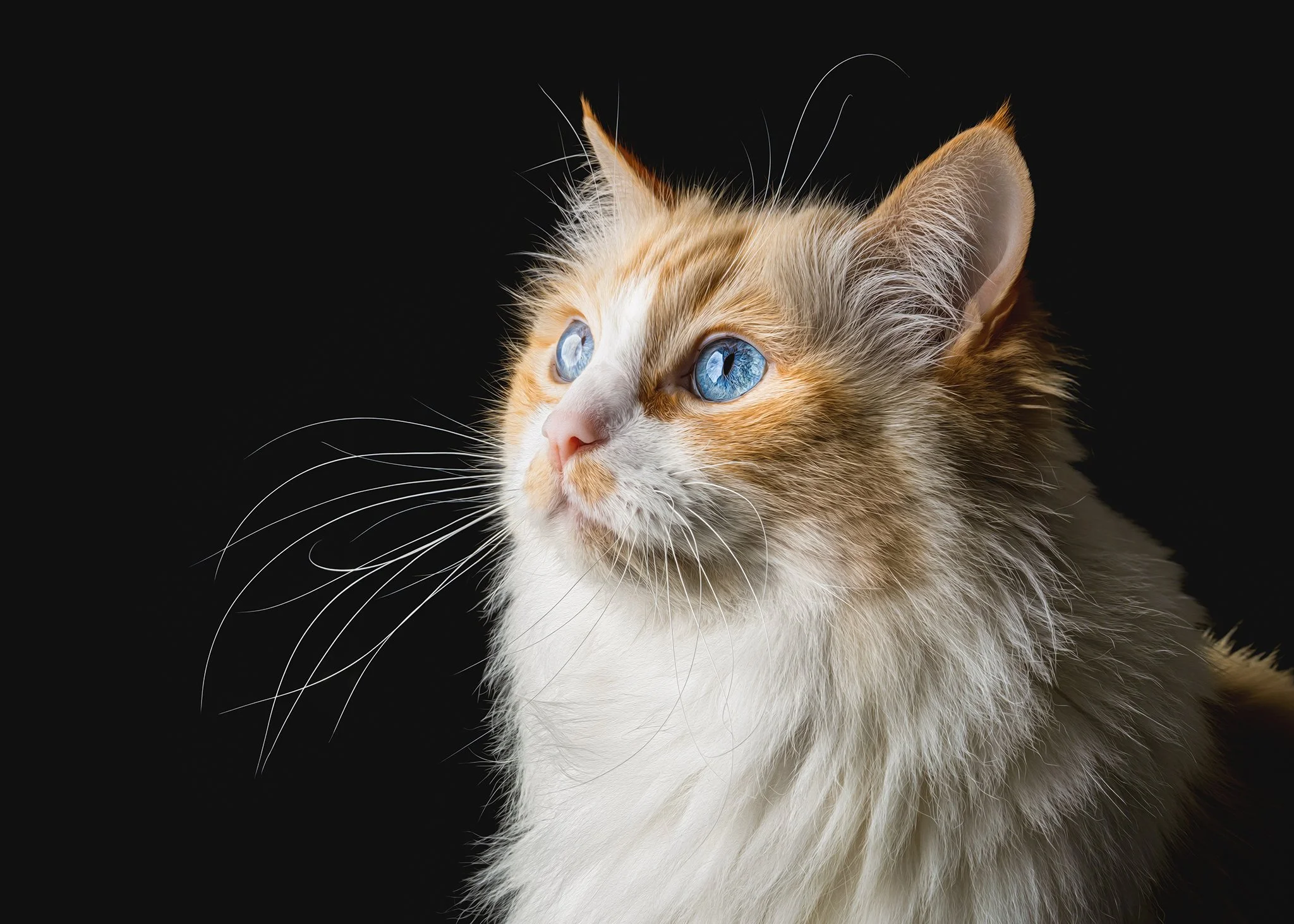 Simba (Ragdoll) - 310825 - full res - 20.jpg