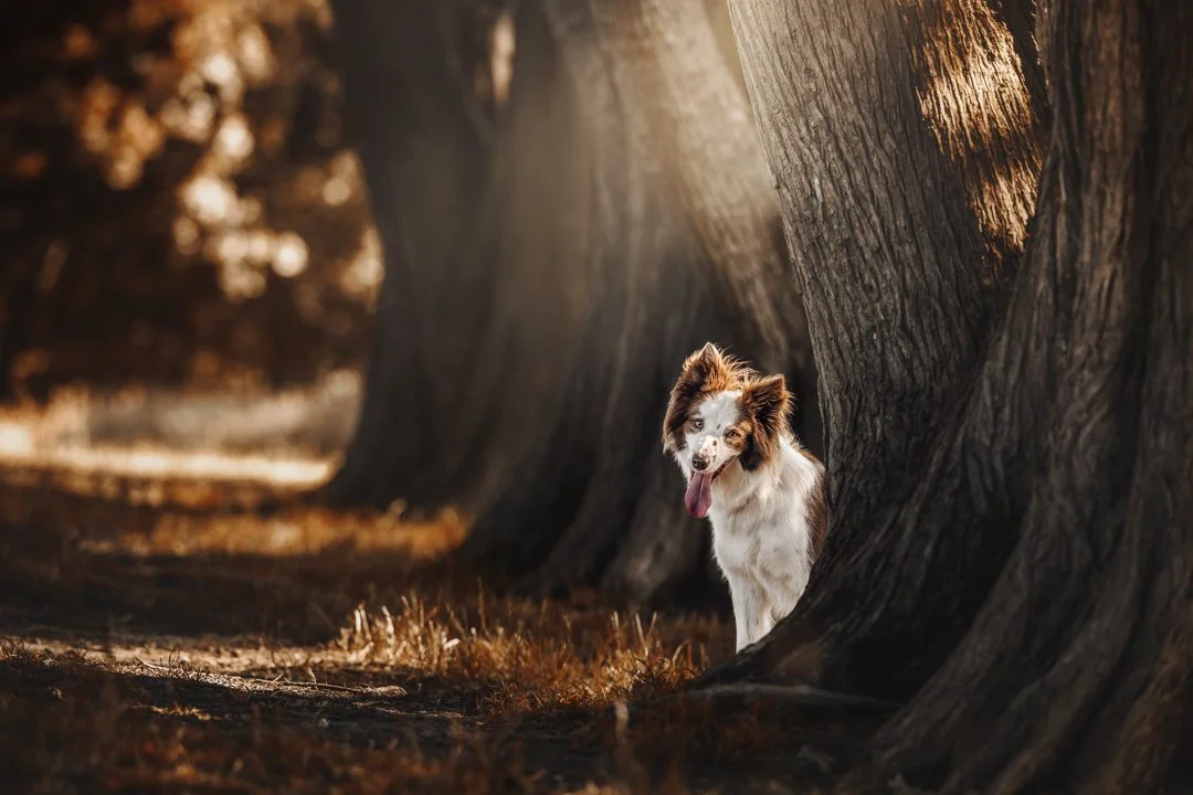Cooper, Lochie, Dusty (Border Collies) - IG - 12.jpg