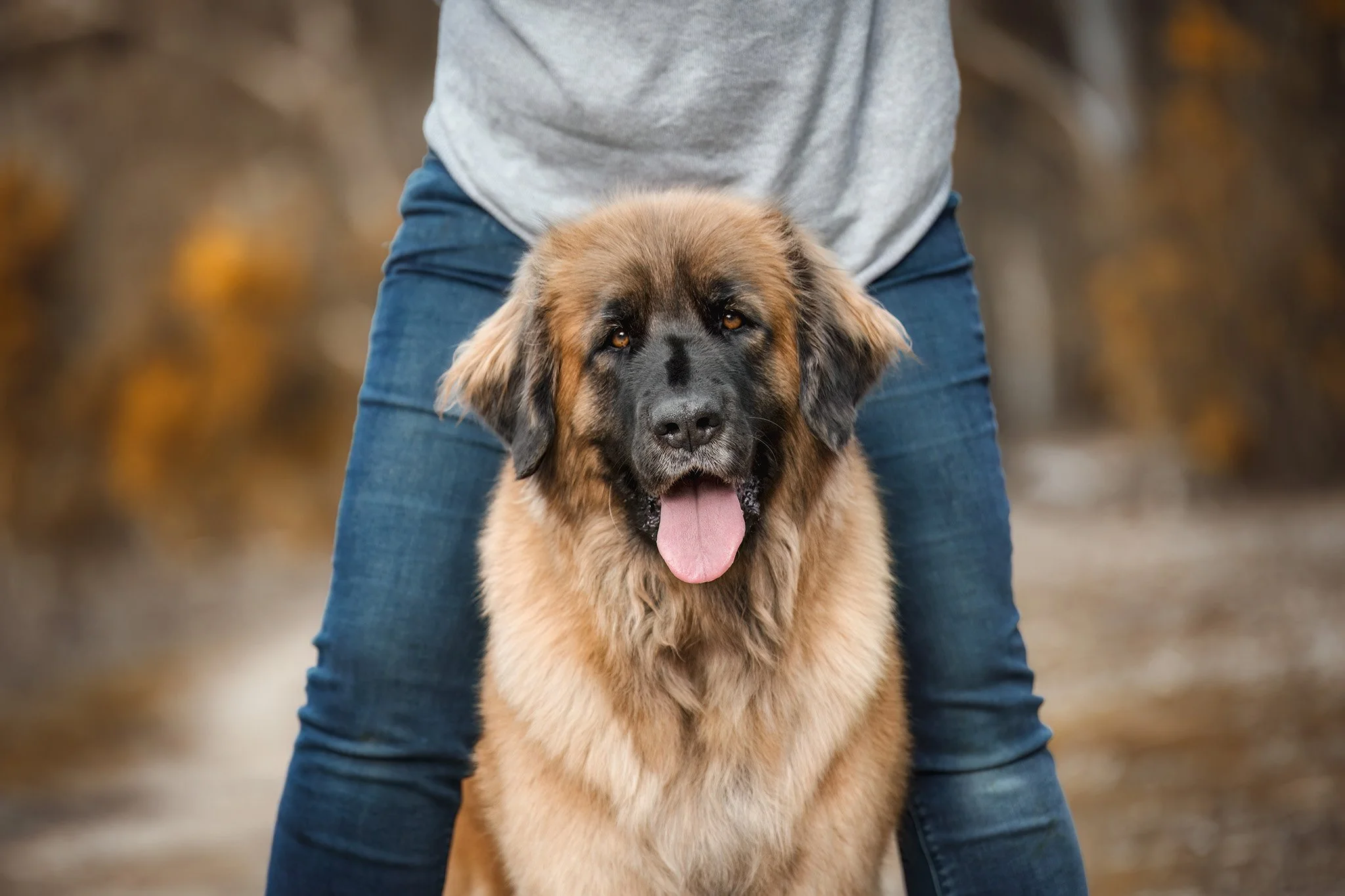 Greta (Leonberger) - 250825 - 17.jpg