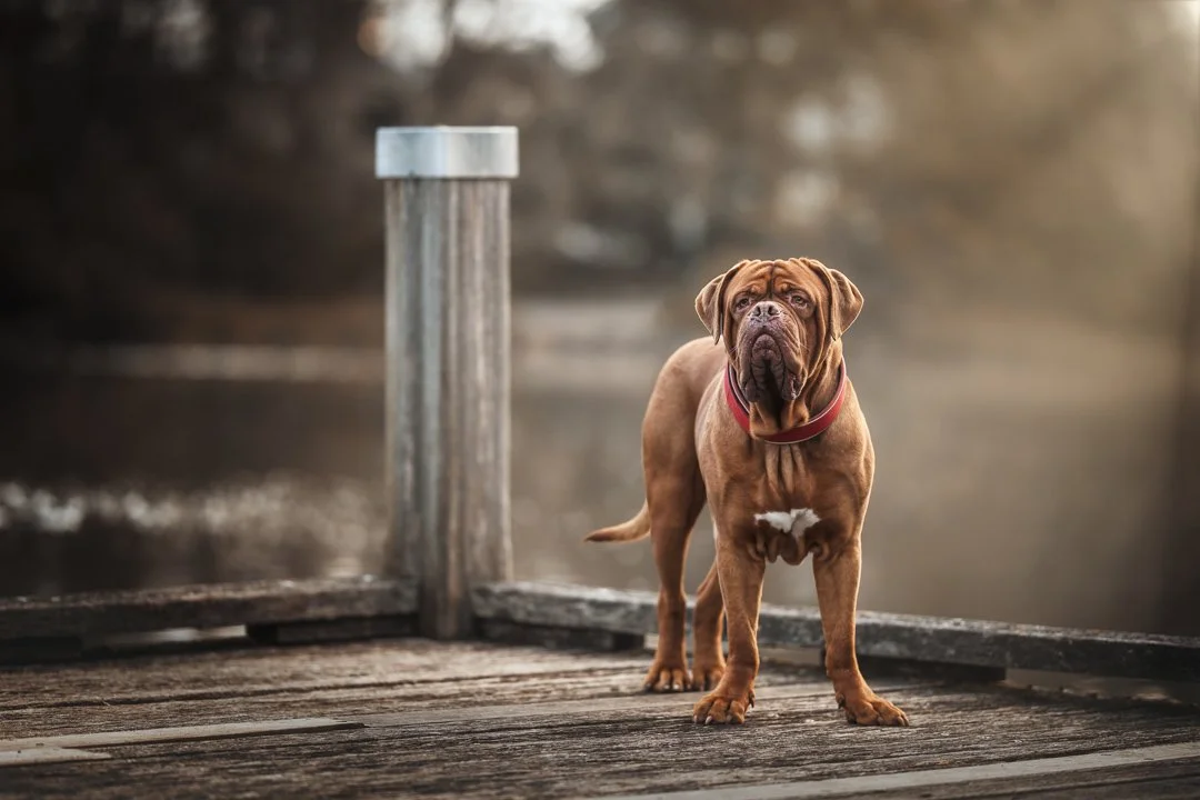 Bavi (Dogue de Bordeaux) - 270625 - IG - 13.jpg
