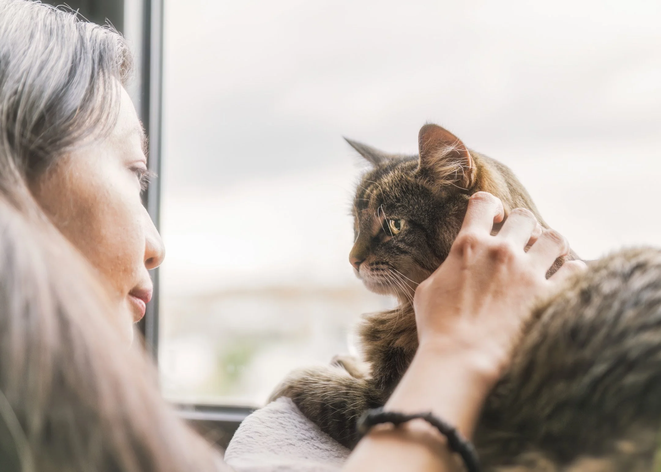 Temmie (DSH) - 300526 - full res - 4.jpg