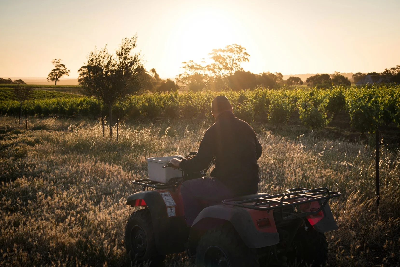 James heading out to the vineyard on his trusty quad bike.