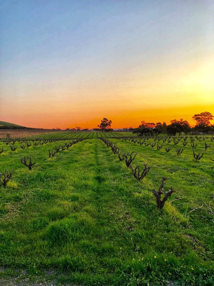 Bushvine Grenache vineyard at sunset