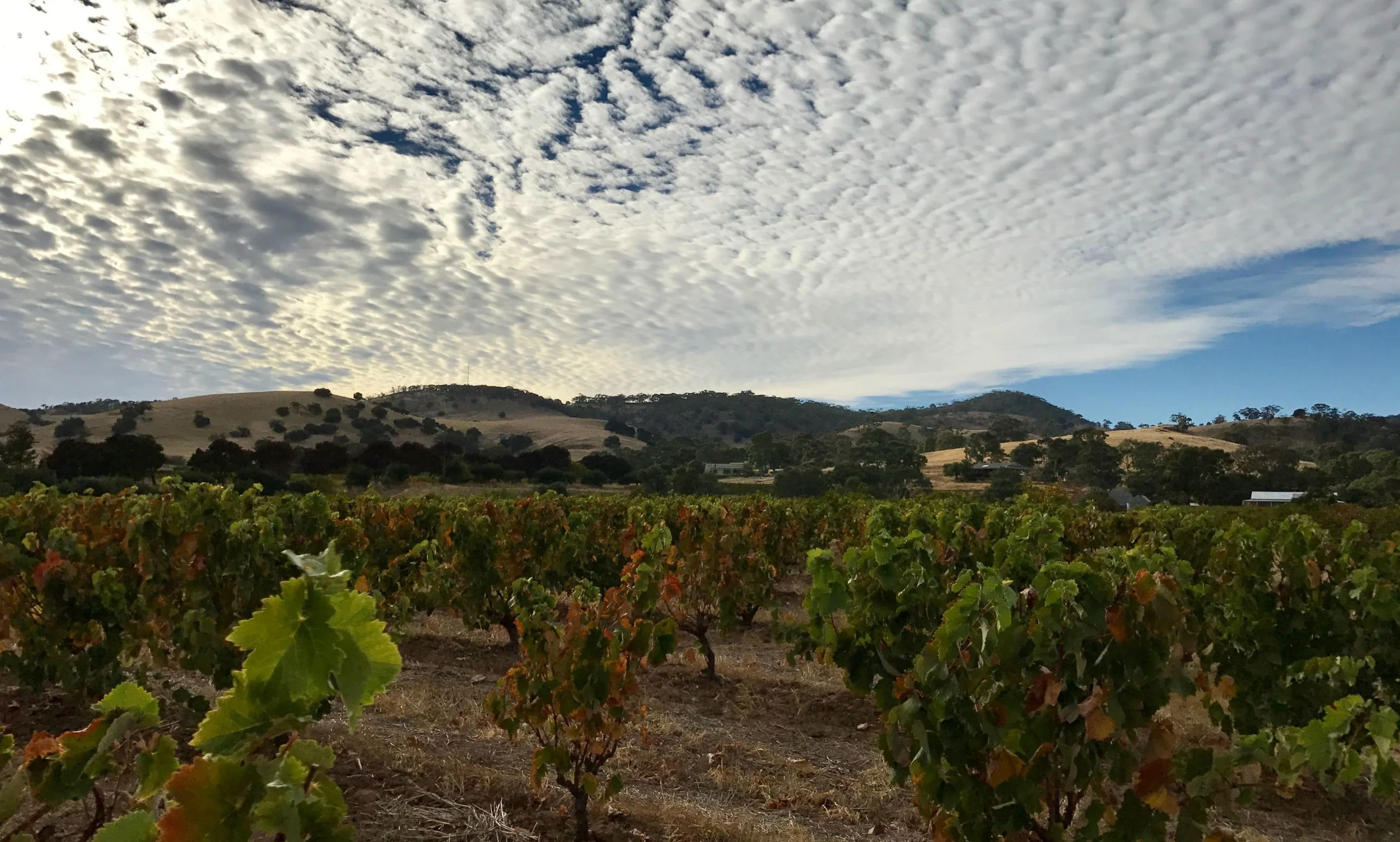Our beloved bush vine Mataro