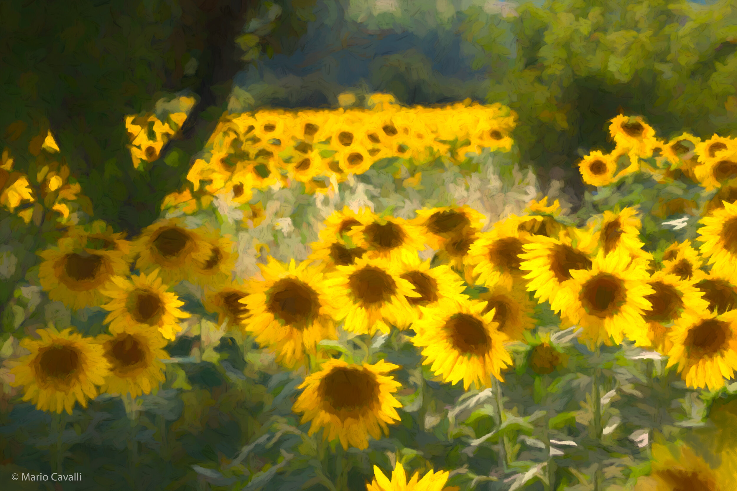 Panicale Sunflowers 01