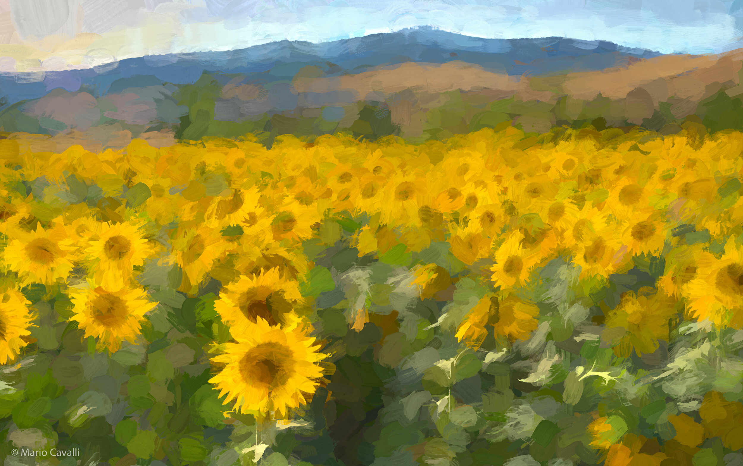 Panicale Sunflowers 02