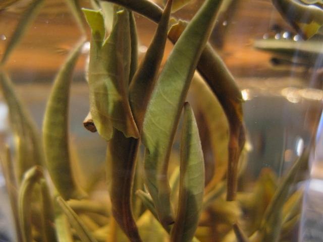 Silver Needle White Tea Leaves Steeping