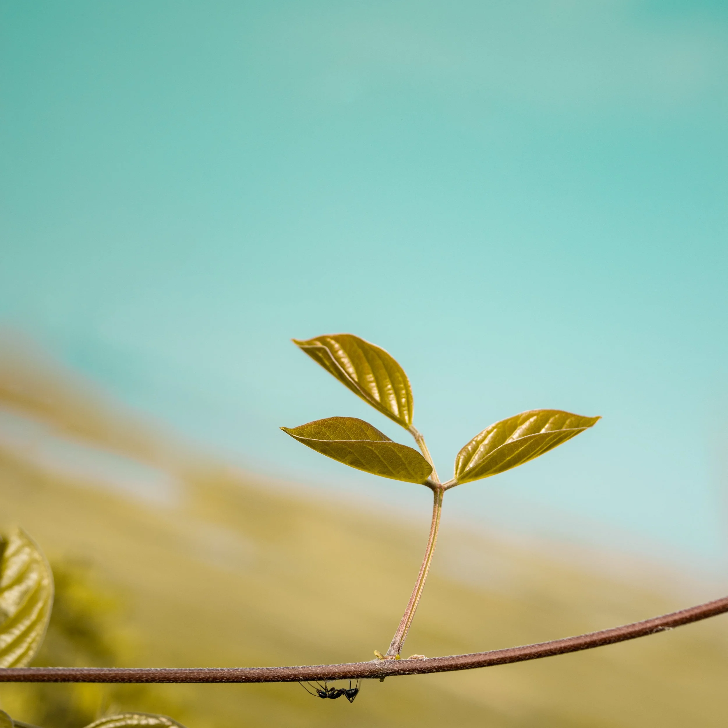 The Softer Side of Green Tea