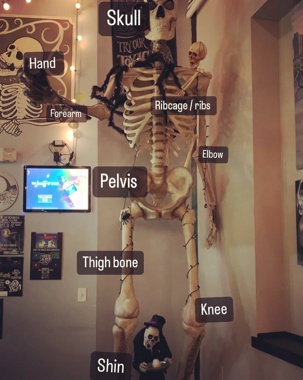 Do you know the names of these bones? This pic is from Halloween #spooky #halloween #englishlearning #englishbocabulary #eslteachers #ielts