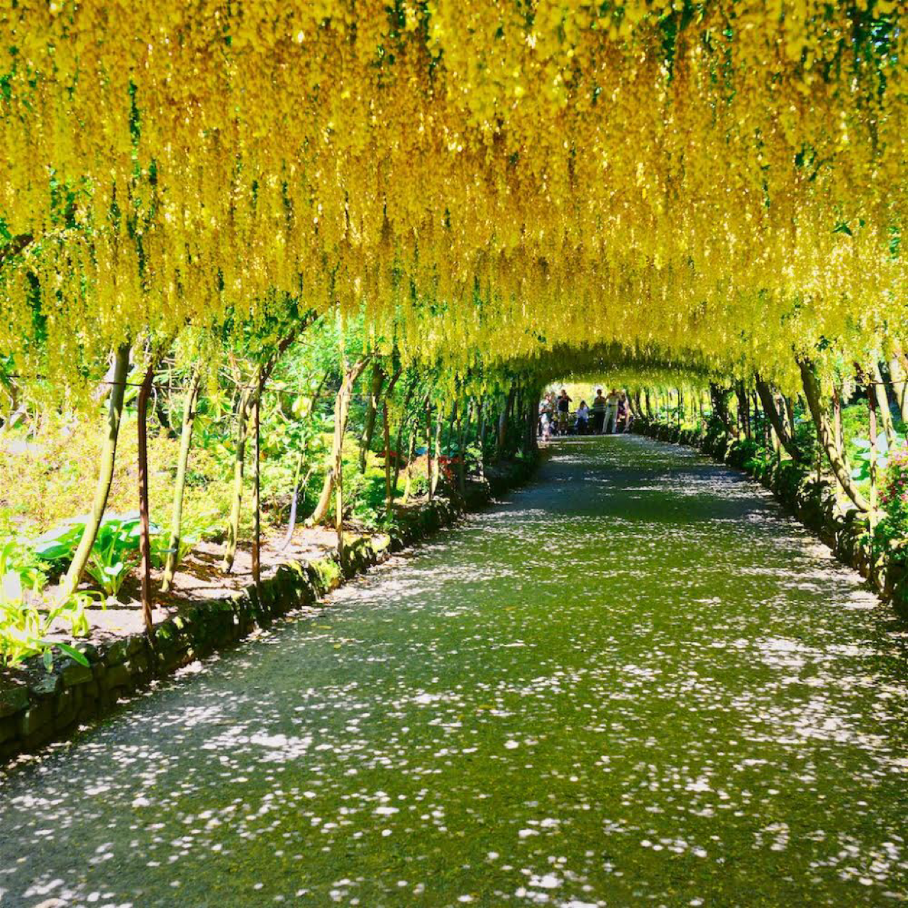 laburnum-arch-bodnant-garden