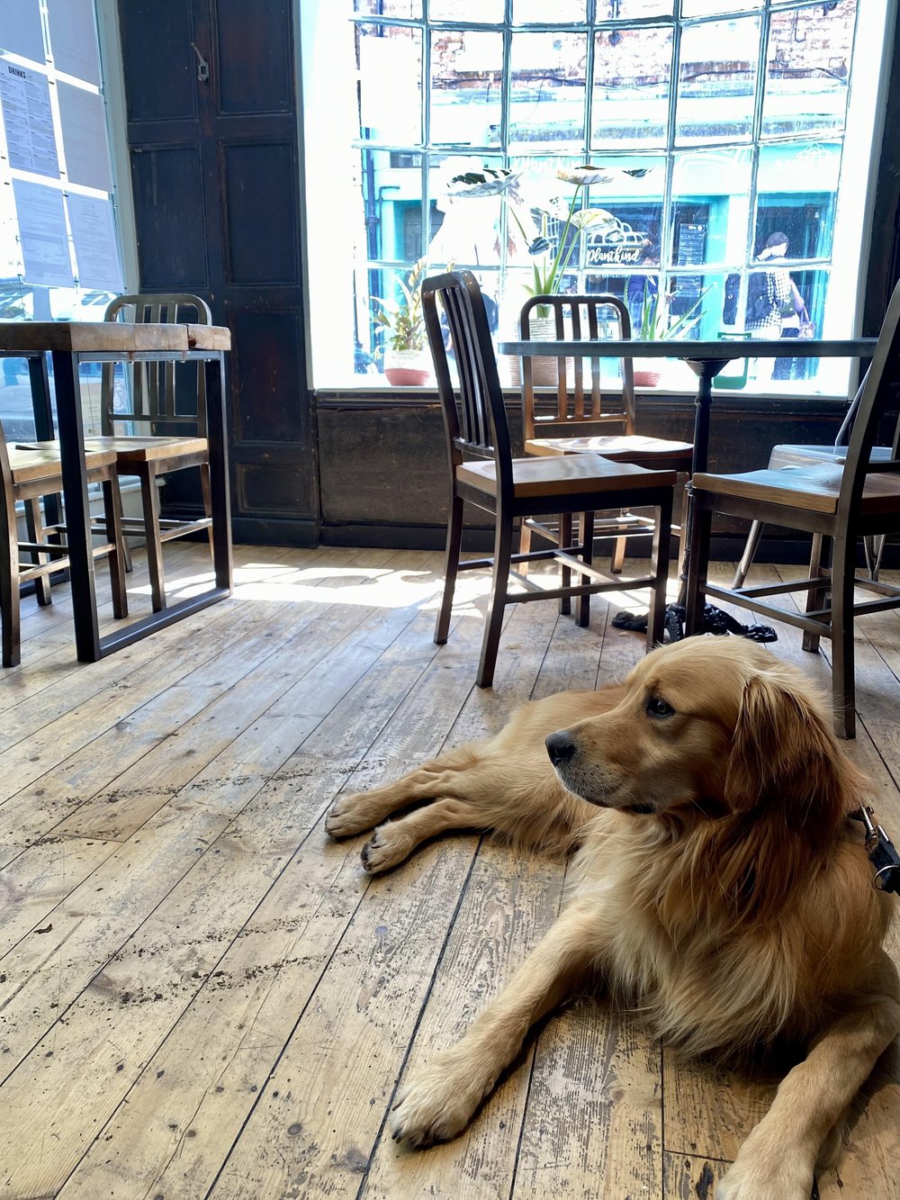 dog-in-cafe.jpg