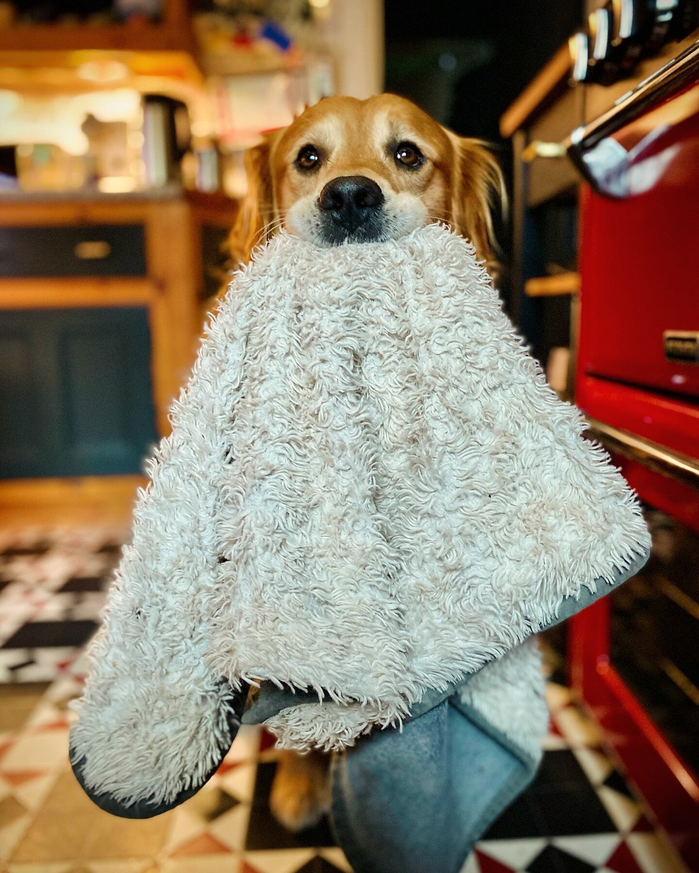 Bryn was wondering if anybody at our Breakfast Club would like his skanky-blank&hellip;. &ldquo;In a word, no&hellip;.&rdquo; 

Back behind the barrier please, sir 🐶