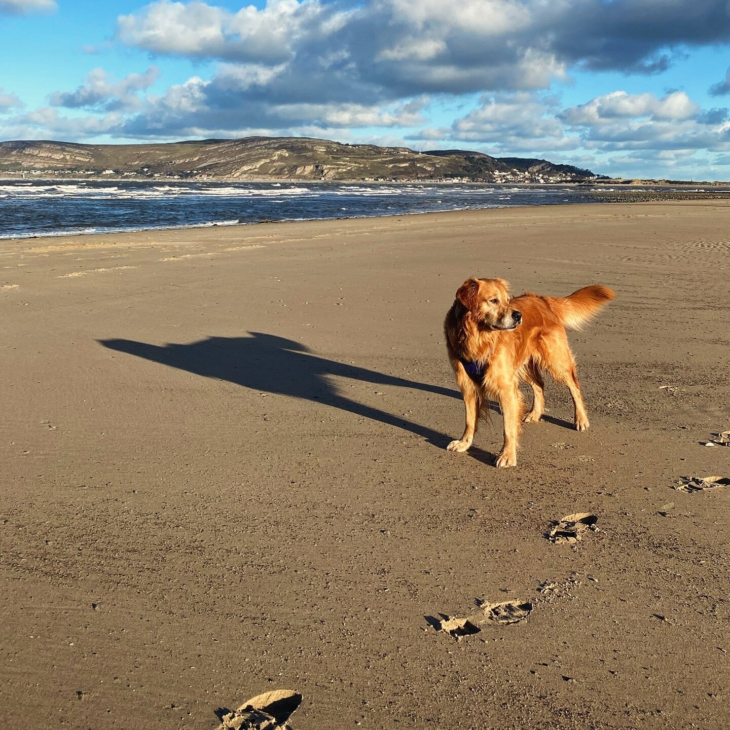 Meet Bryn! Head of Guest Relations &amp; Marketing at Crafnant House, Bryn likes nothing more than running on the nearby beach at Conwy Morfa, swimming in lakes and rivers and greeting people with his blanket. He&rsquo;s counting the days until we re