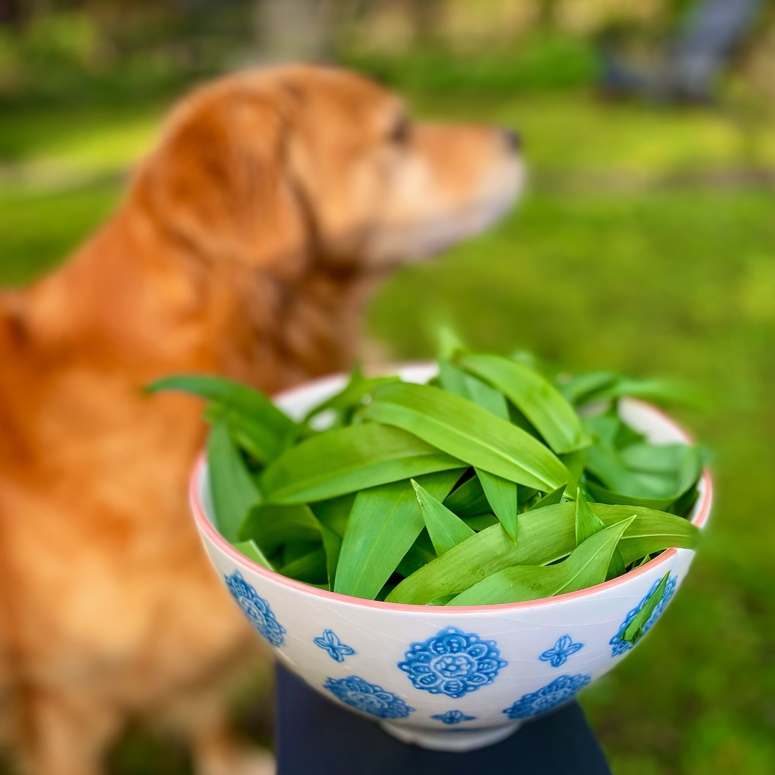 Picking wild garlic in the garden at 7am for today&rsquo;s omelette special&hellip; with a little help of course!!! 🐶🍃