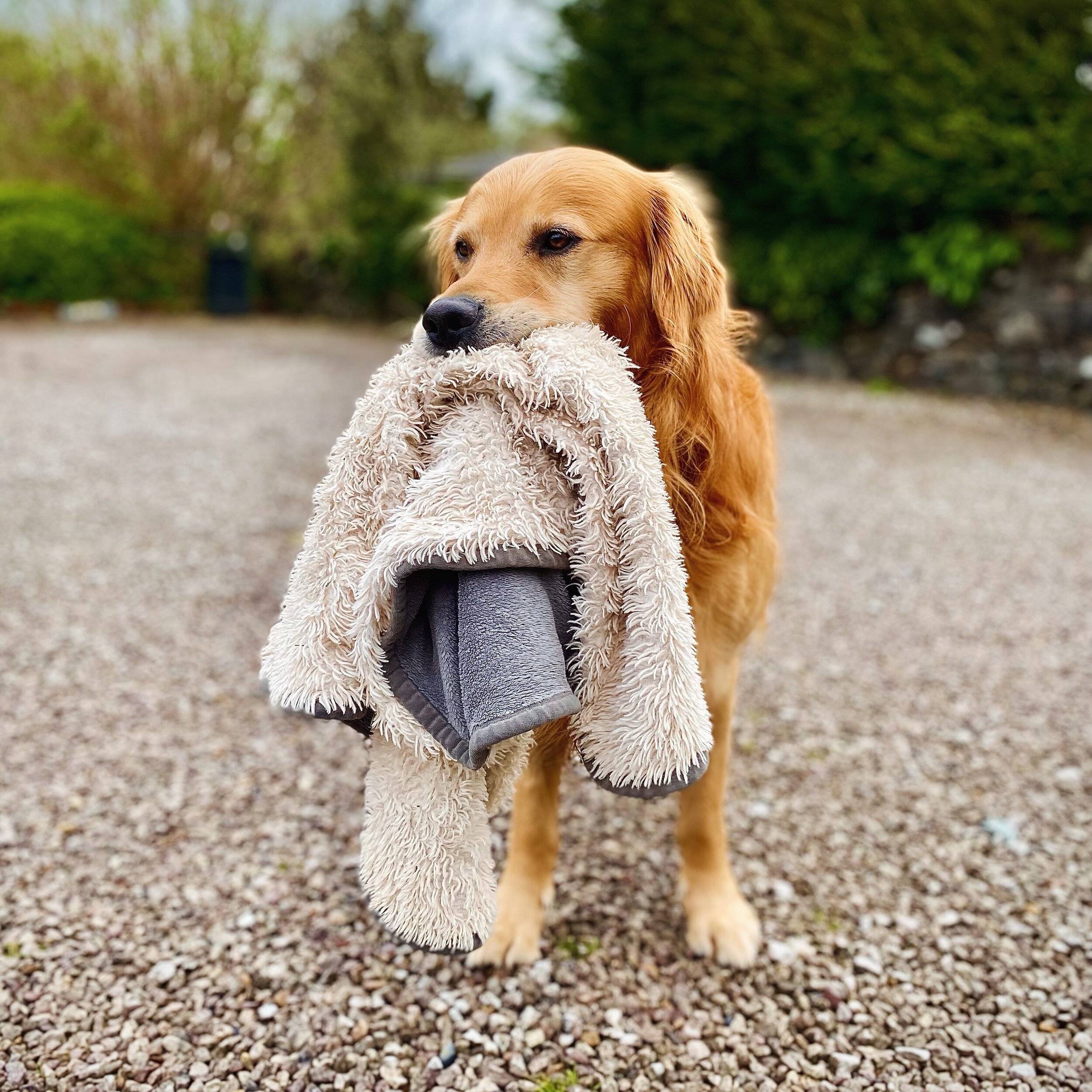 Head of Guest Relations and Internet Marketing, Bryn, waiting for guests to arrive. 

Here to cater for all your needs, he will tell you where to get the best puppacinos, find wild swimming spots, and more&hellip; in return for strokes and cuddles 🥰