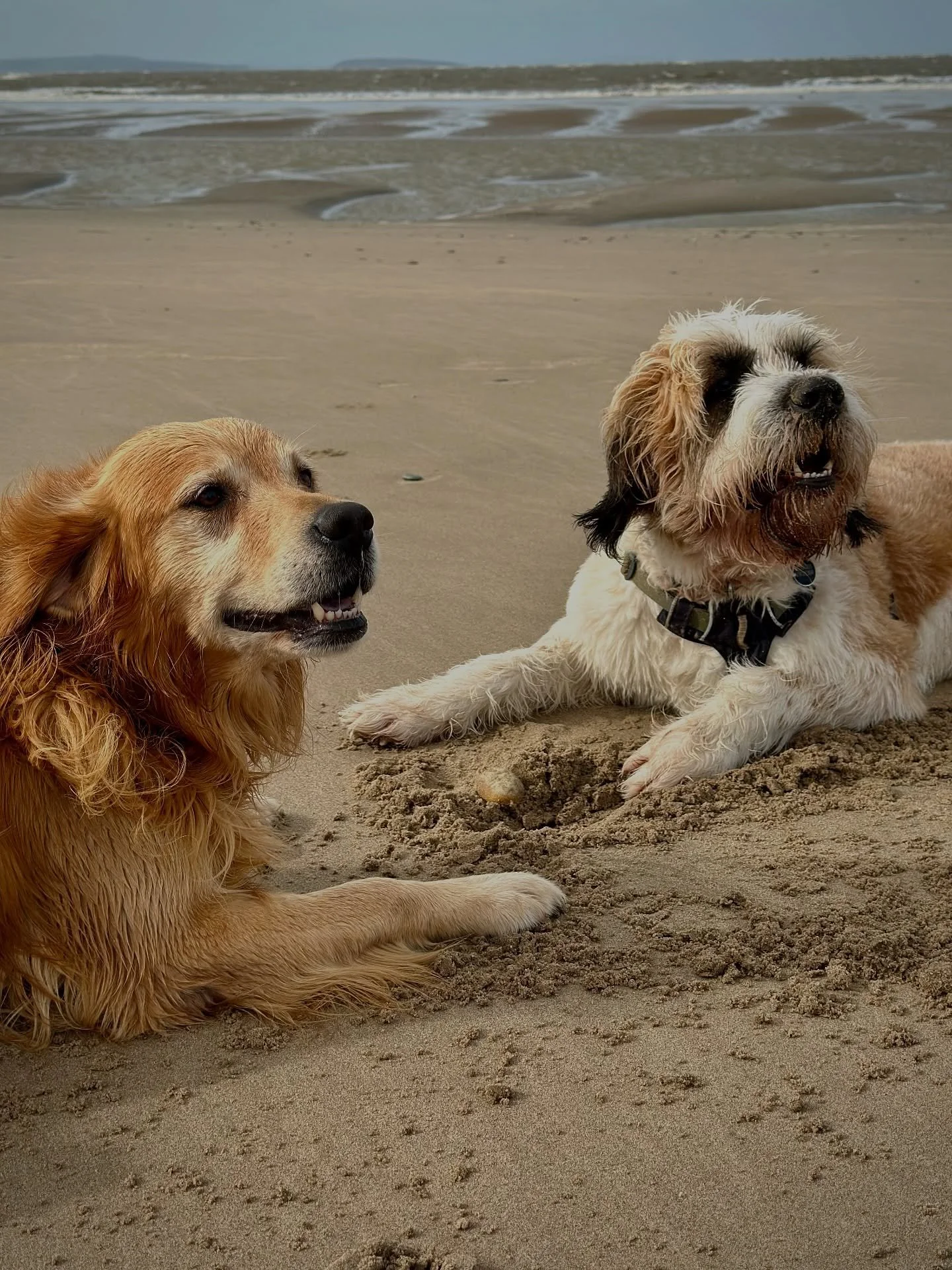 A welcome beach blast at Conwy - Bryn meeting up with one of his best mates, Ludo 😍🐶🐾🌊