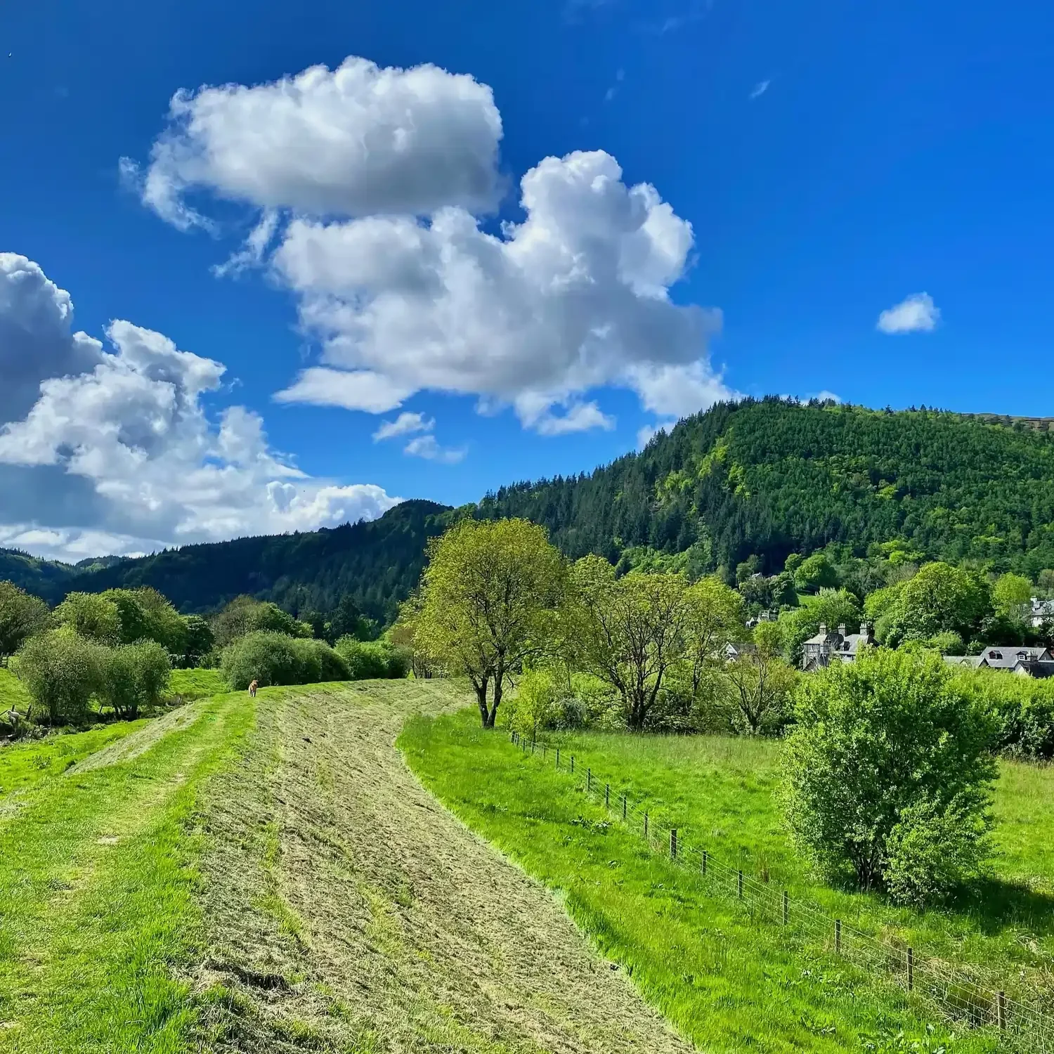 A view towards Trefriw in North Wales with green fields, a  hill in the background and a blue sky with white fluffy clouds