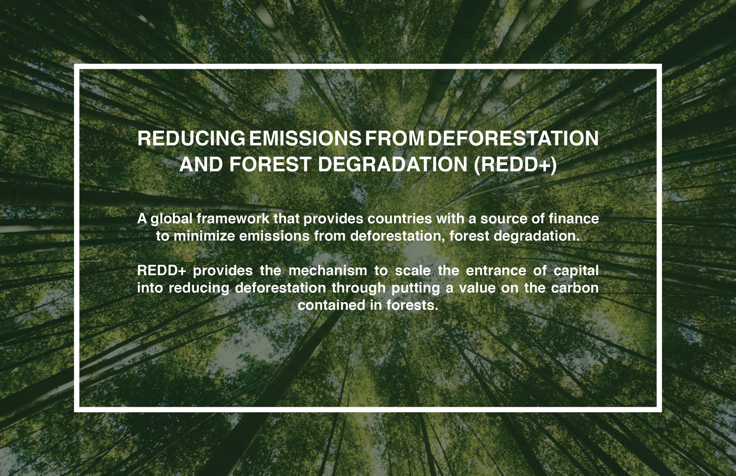 THE_REDD+ACCELERATION_FUND3.jpg