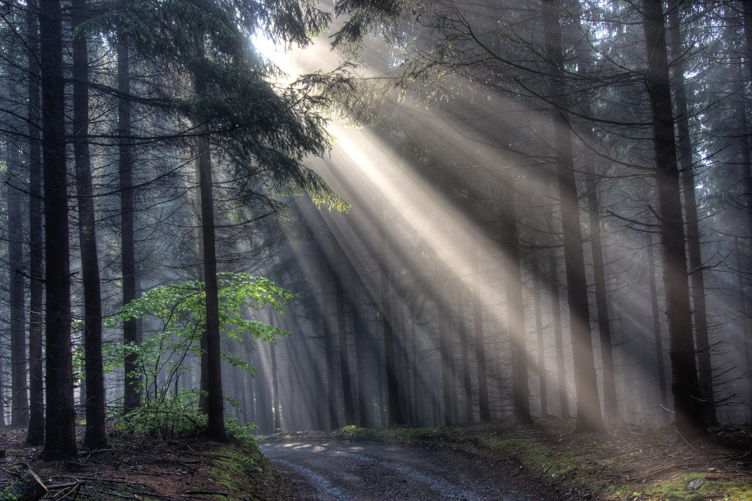 god-beams-coniferous-forest-in-fog-PU23CCF.jpg