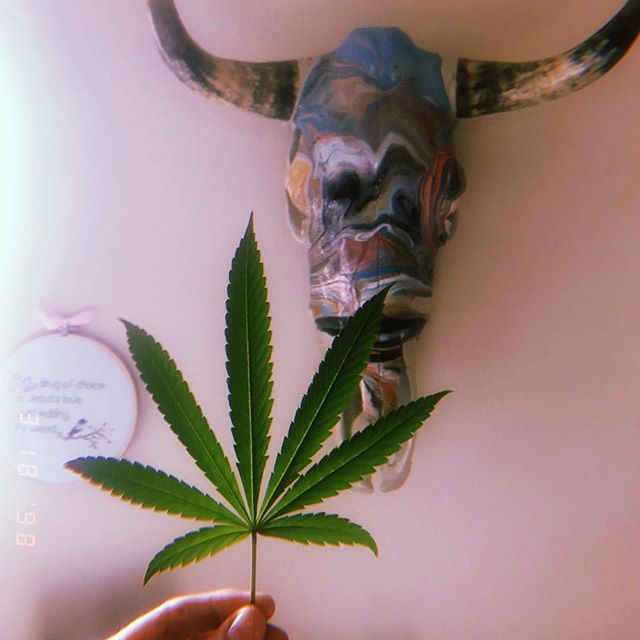 My drug of choice is Jesus&rsquo;s love. Just kidding, it&rsquo;s #cannabis ✨
.
.
#high #sundaze #weed #green #plantlady #plants #420 #aesthetic #lifestyle #colorado #boulder #art #contemporaryart