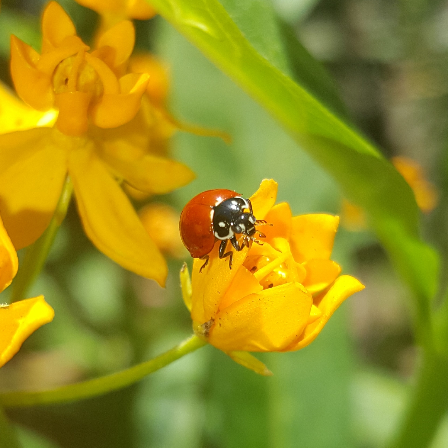 Ladybug on Milkweed