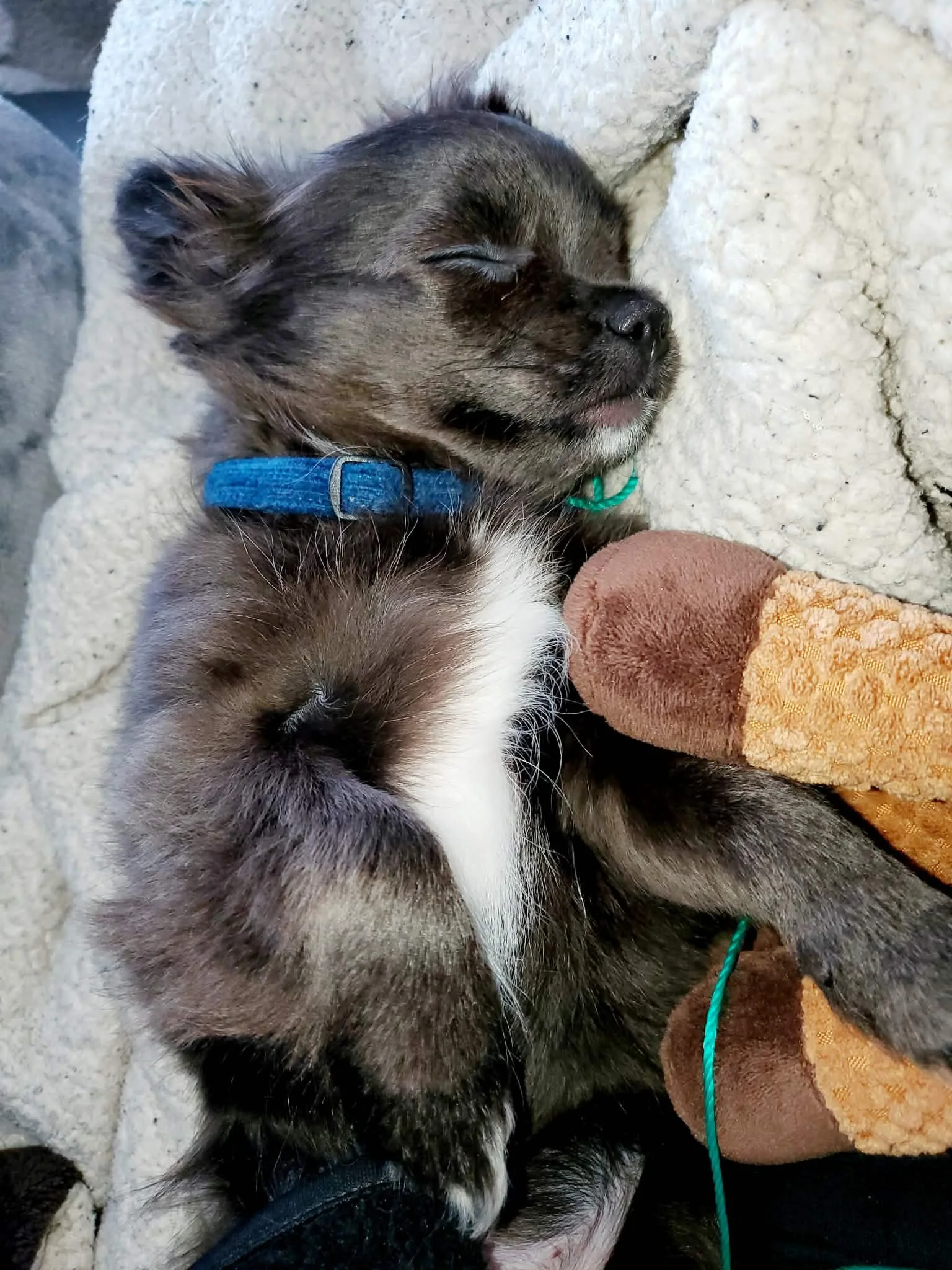 How Bohdi Found His Way Home