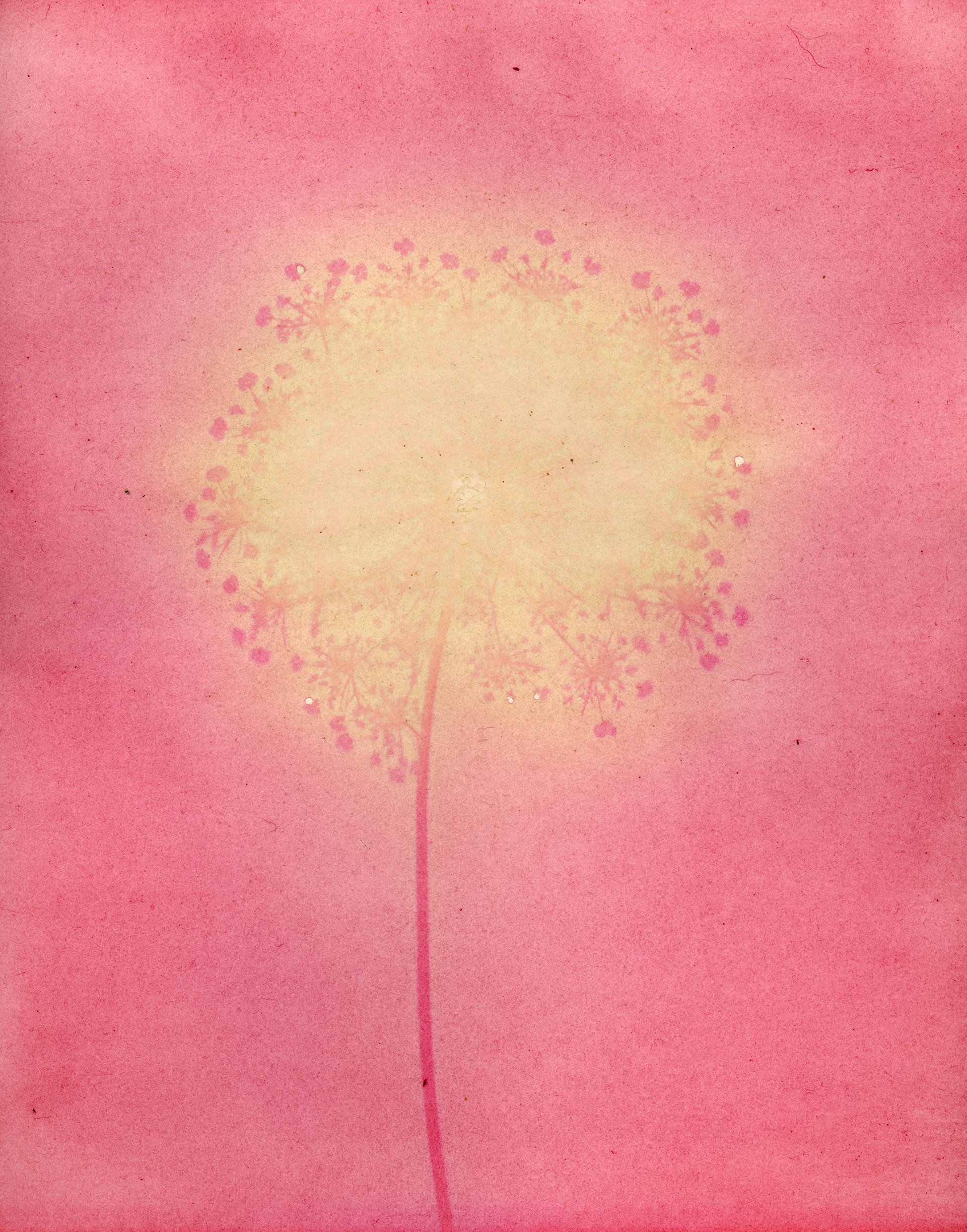 Queen Anne's Lace & Beet Juice Anthotype, 2023