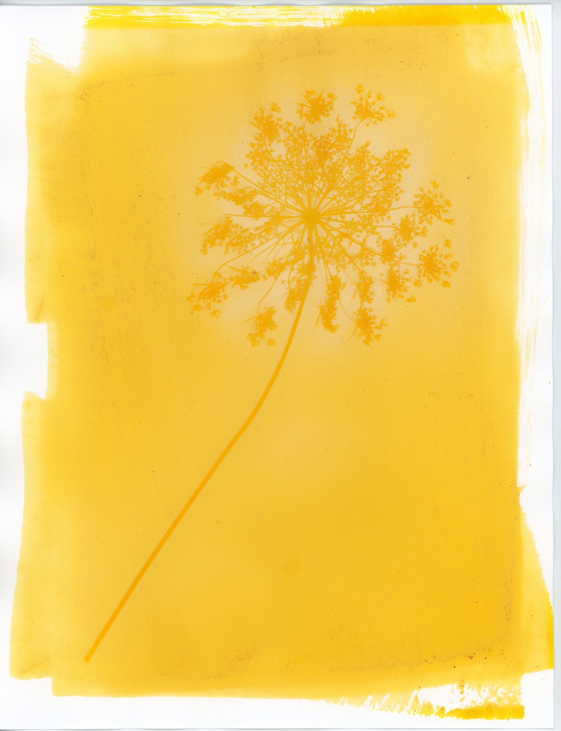 Queen Anne's Lac & Turmeric Anthotype, 2023