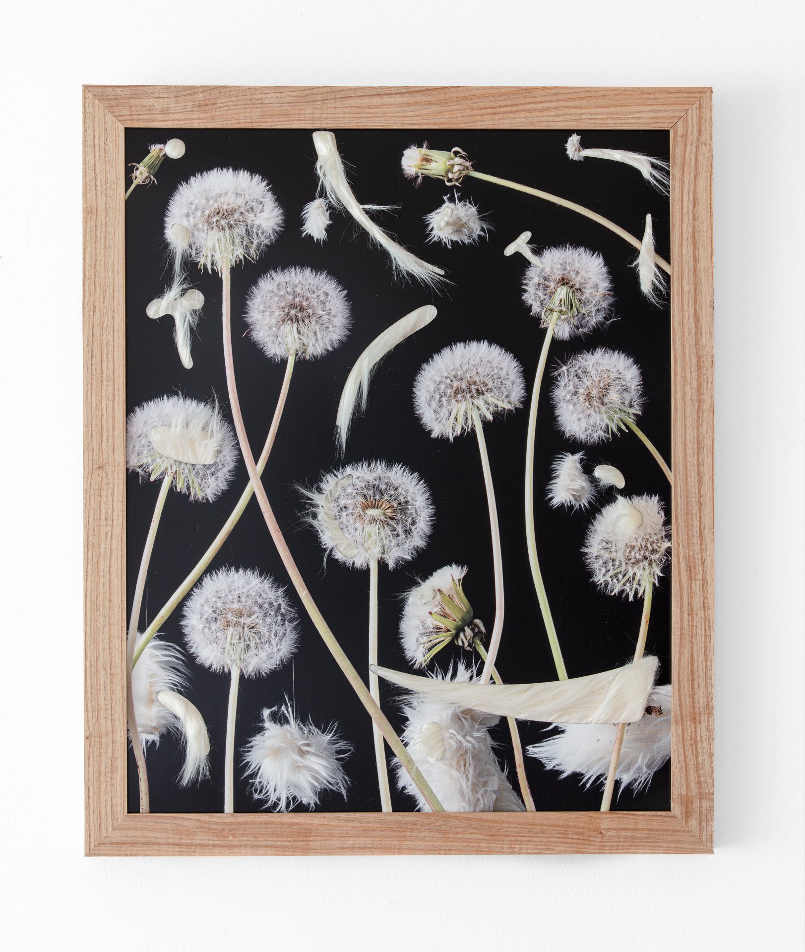 Dandelions, dye sublimation on aluminum print with faux fur, 16" x 20," 2026